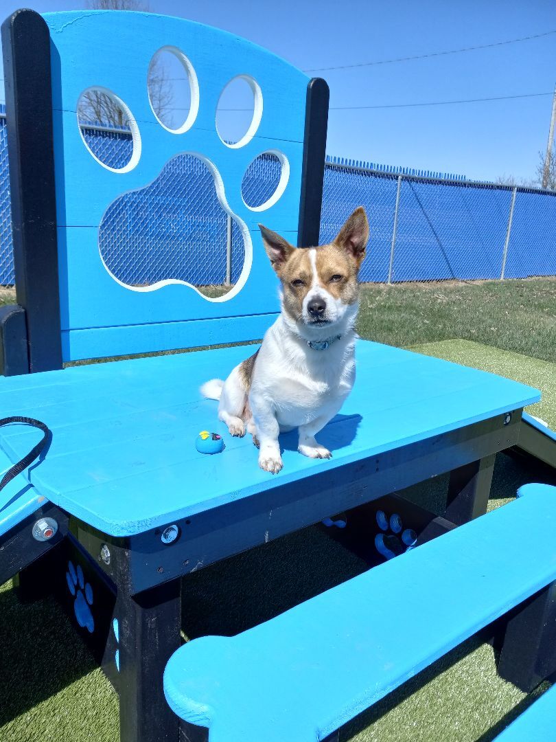 Wright, Adopted, Young Male Corgi & Jack Russell Terrier.