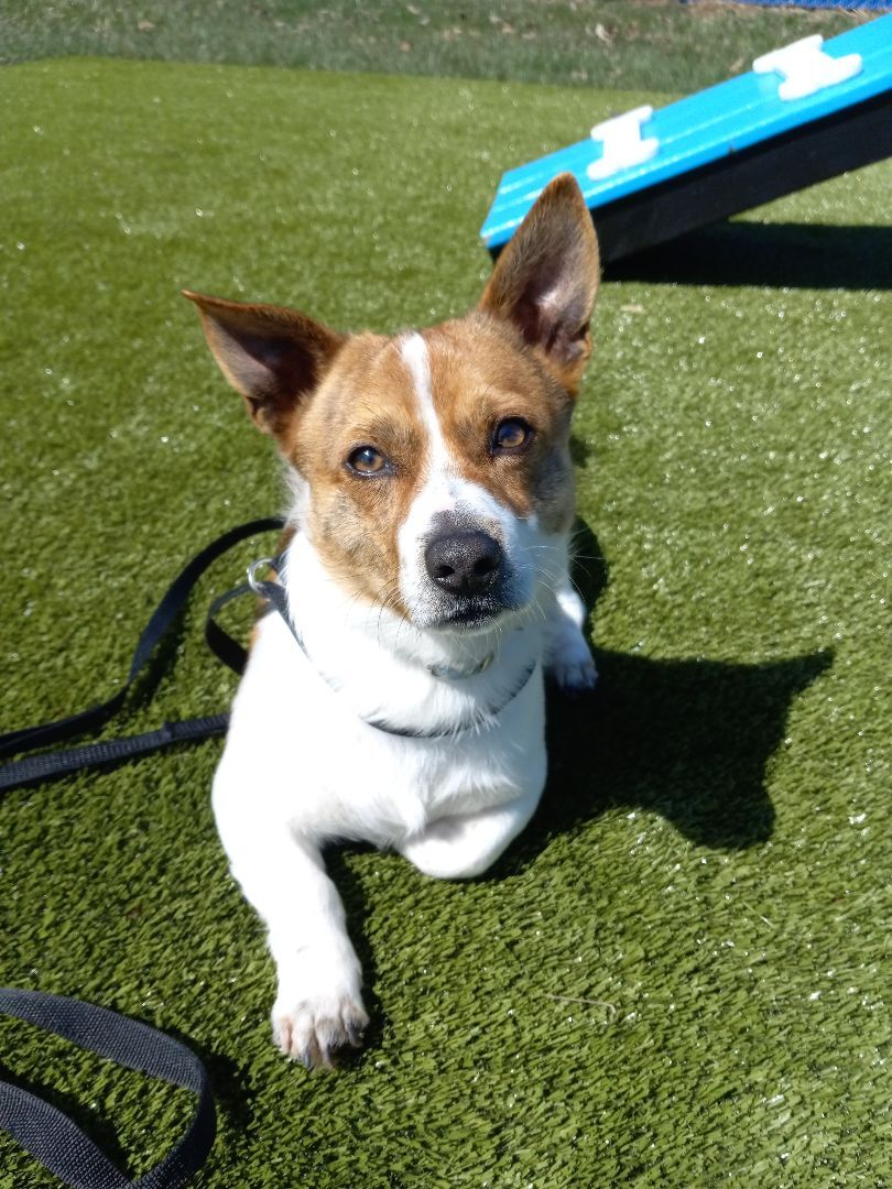 Enlarge Wright, a Adopted mixed breed in Wooster, OH image 3/6