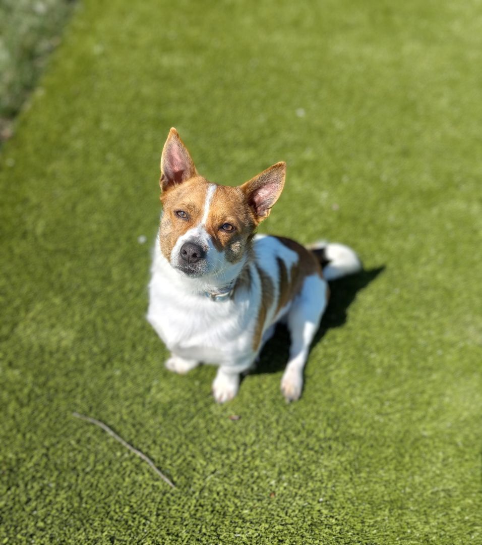 Enlarge Wright, a Adopted mixed breed in Wooster, OH image 4/6