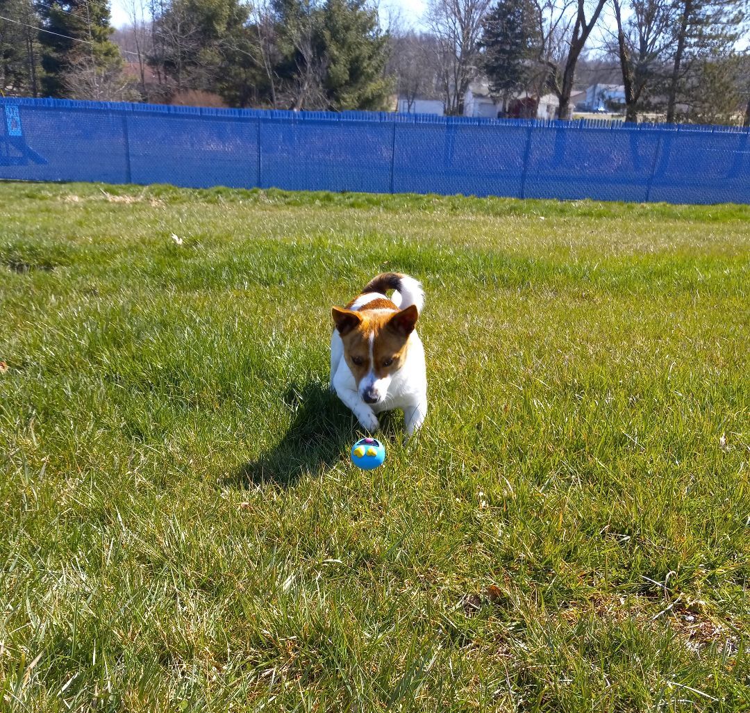 Enlarge Wright, a Adopted mixed breed in Wooster, OH image 5/6