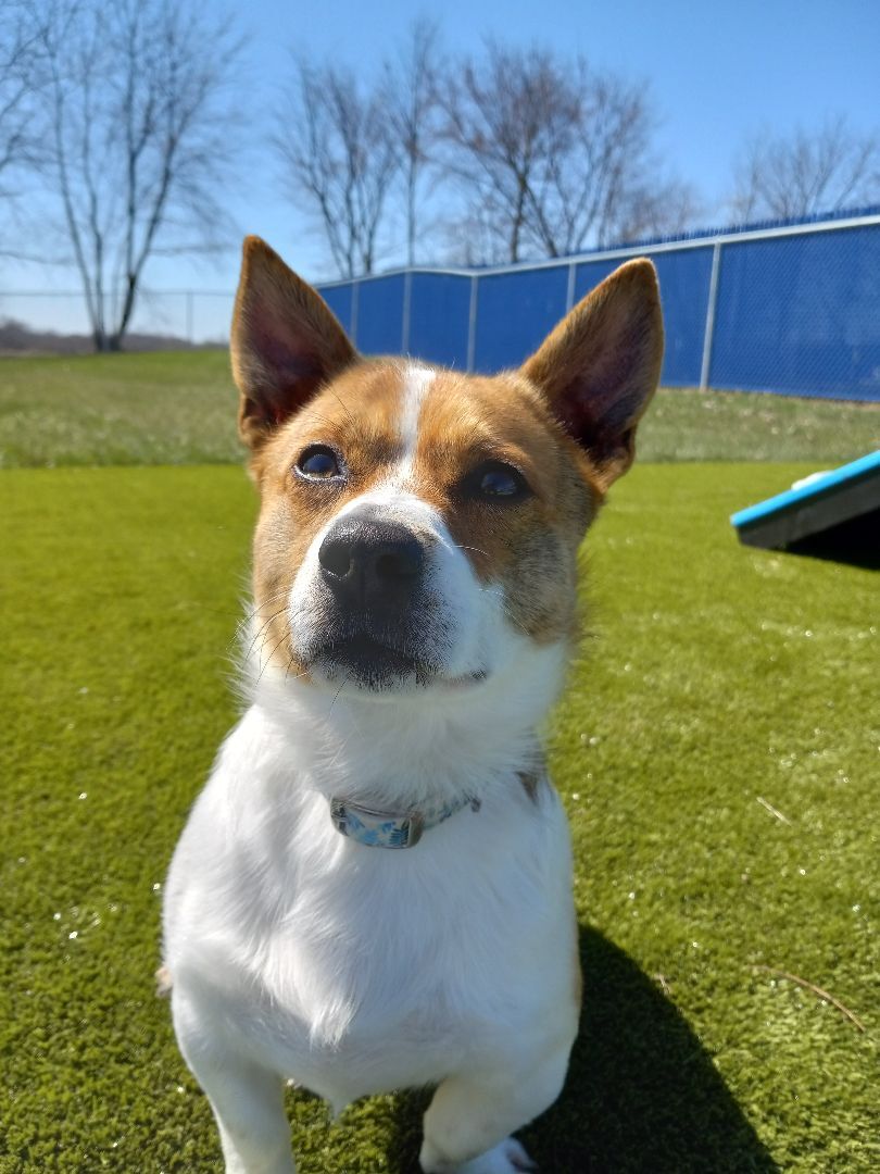 Enlarge Wright, a Adopted mixed breed in Wooster, OH image 6/6