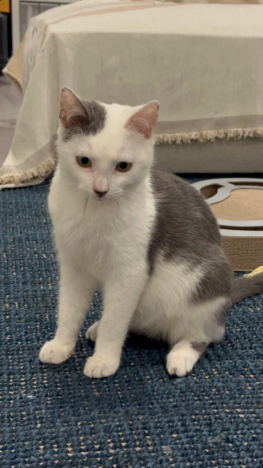 Clover, a Adoptable American Shorthair in Brooklyn, NY image 1/3