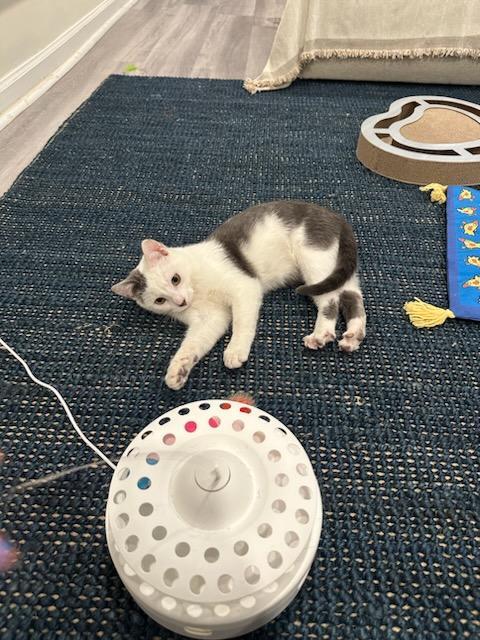 Clover, Young Male American Shorthair