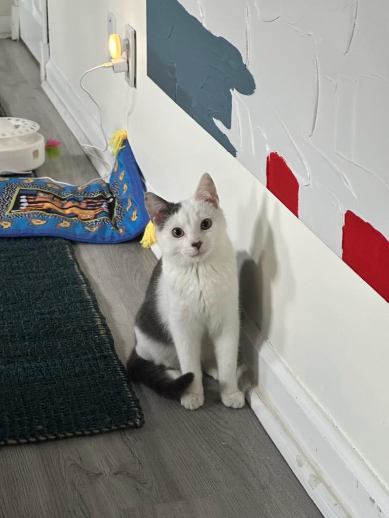 Clover, a Adoptable American Shorthair in Brooklyn, NY image 3/3