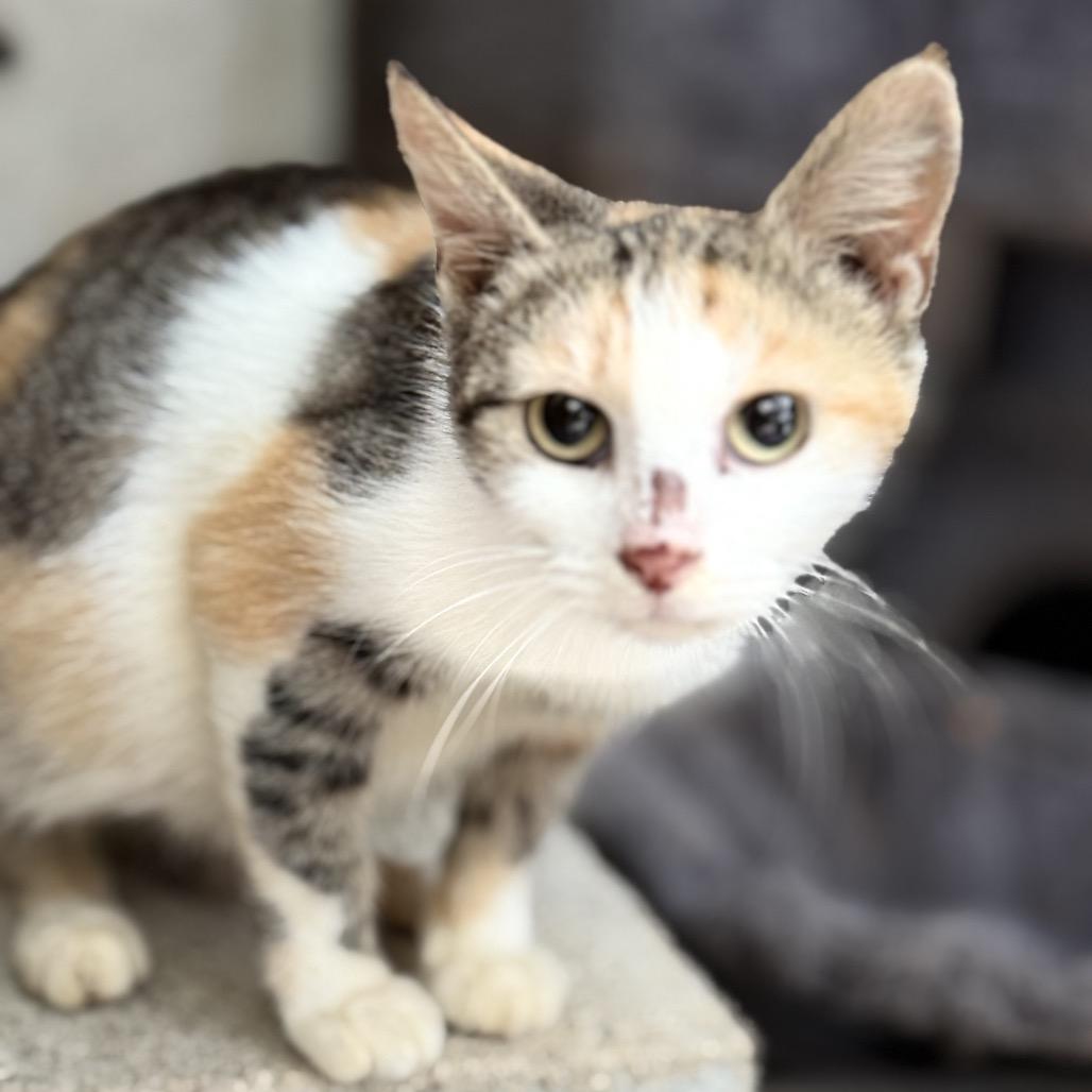 Marinara, Adoptable, Adult Female Domestic Short Hair.