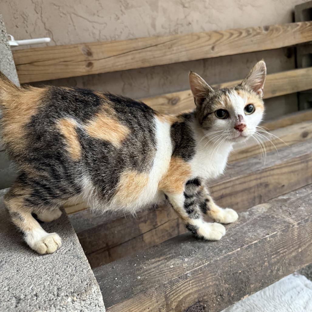 Enlarge Marinara, a Adoptable Domestic Short Hair in Jupiter, FL image 2/4