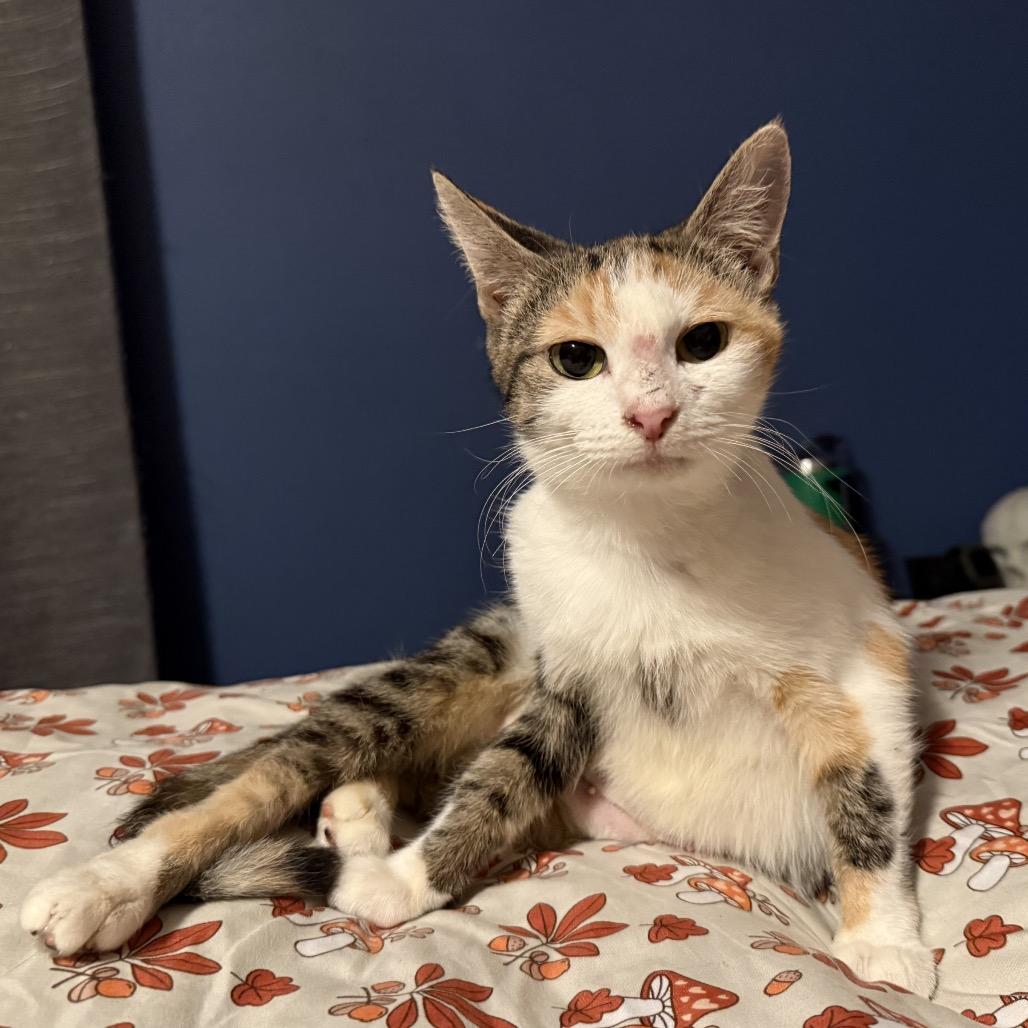 Enlarge Marinara, a Adoptable Domestic Short Hair in Jupiter, FL image 3/4