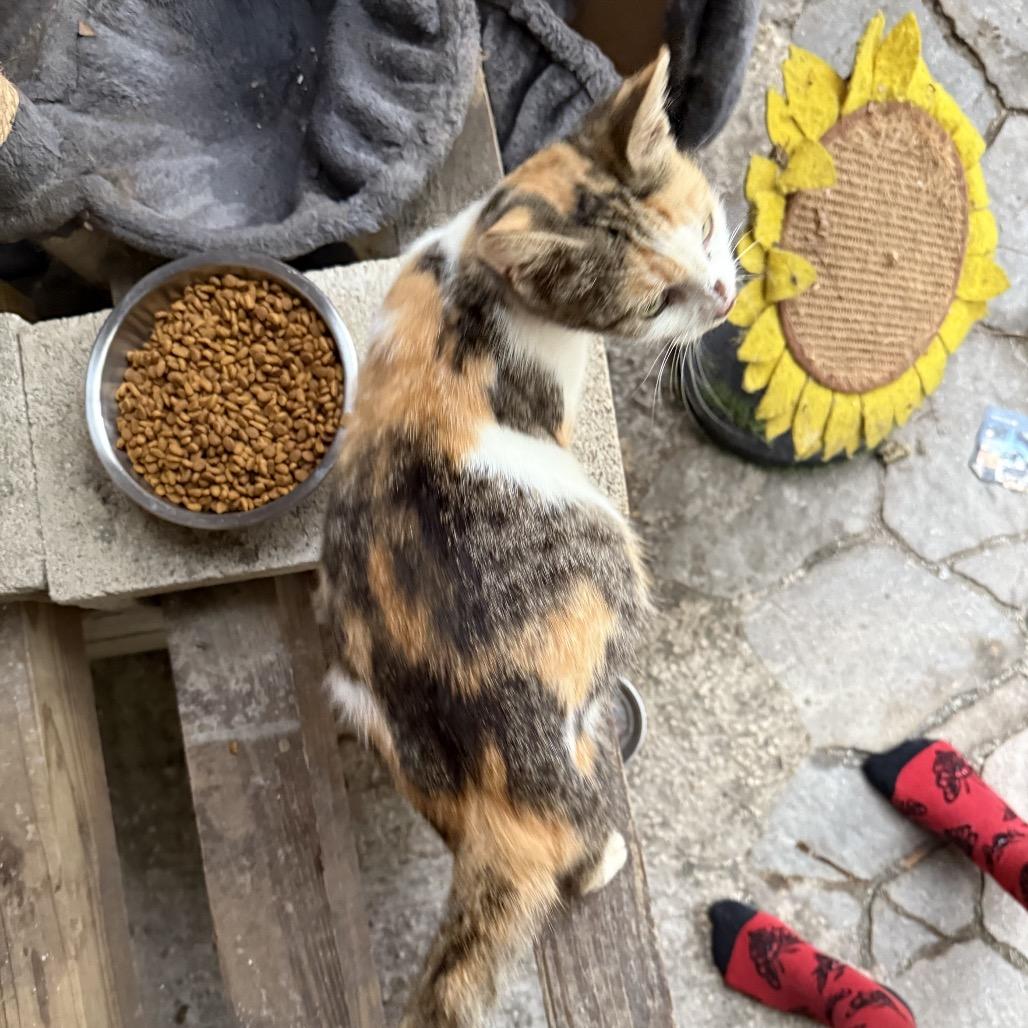 Enlarge Marinara, a Adoptable Domestic Short Hair in Jupiter, FL image 4/4