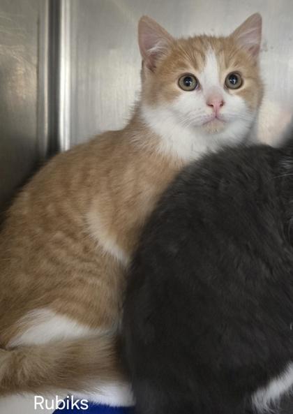 Rubiks, adopted, Kitten Male Domestic Short Hair.