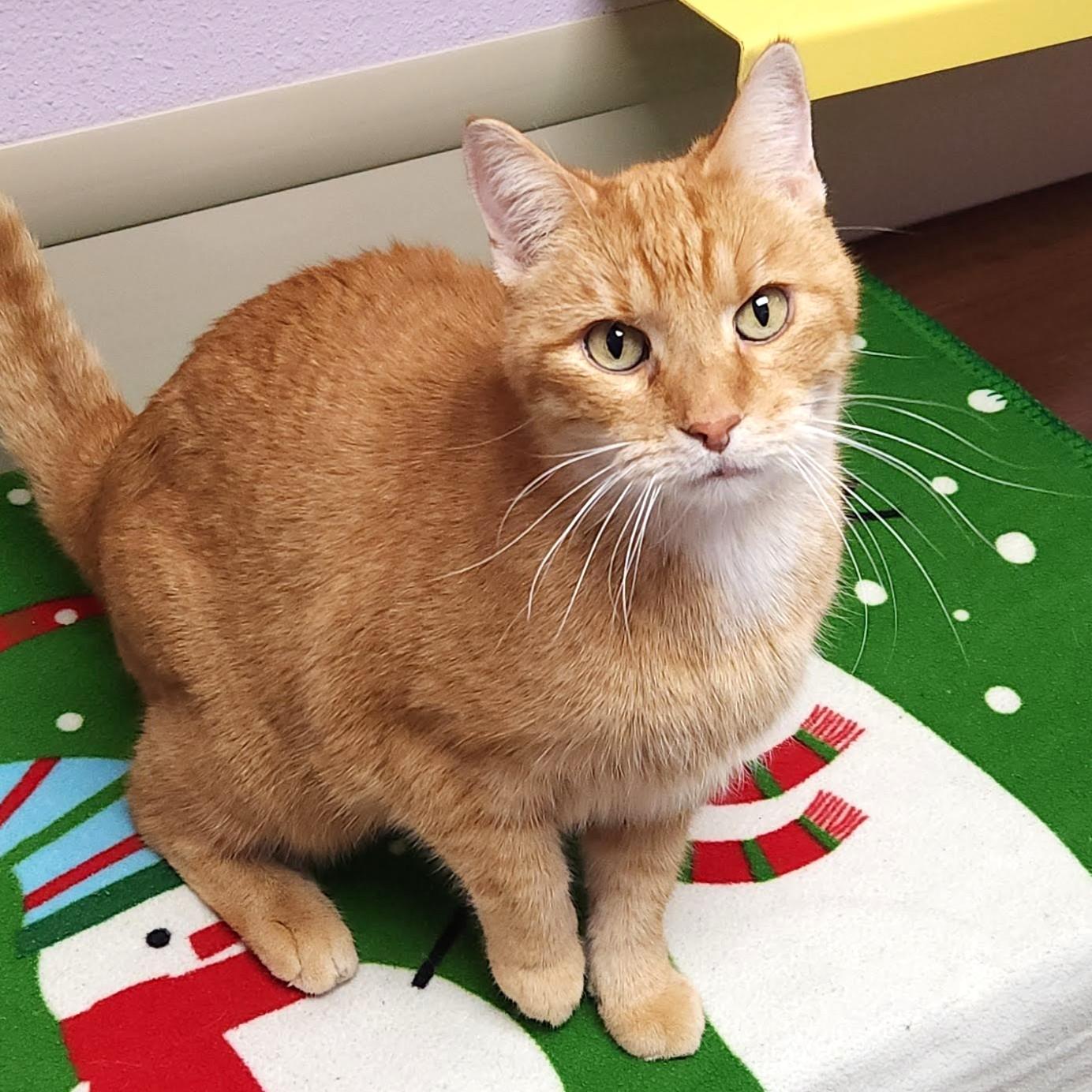 Enlarge Hammy, an adoptable Tabby in Marshfield, WI image 5/6