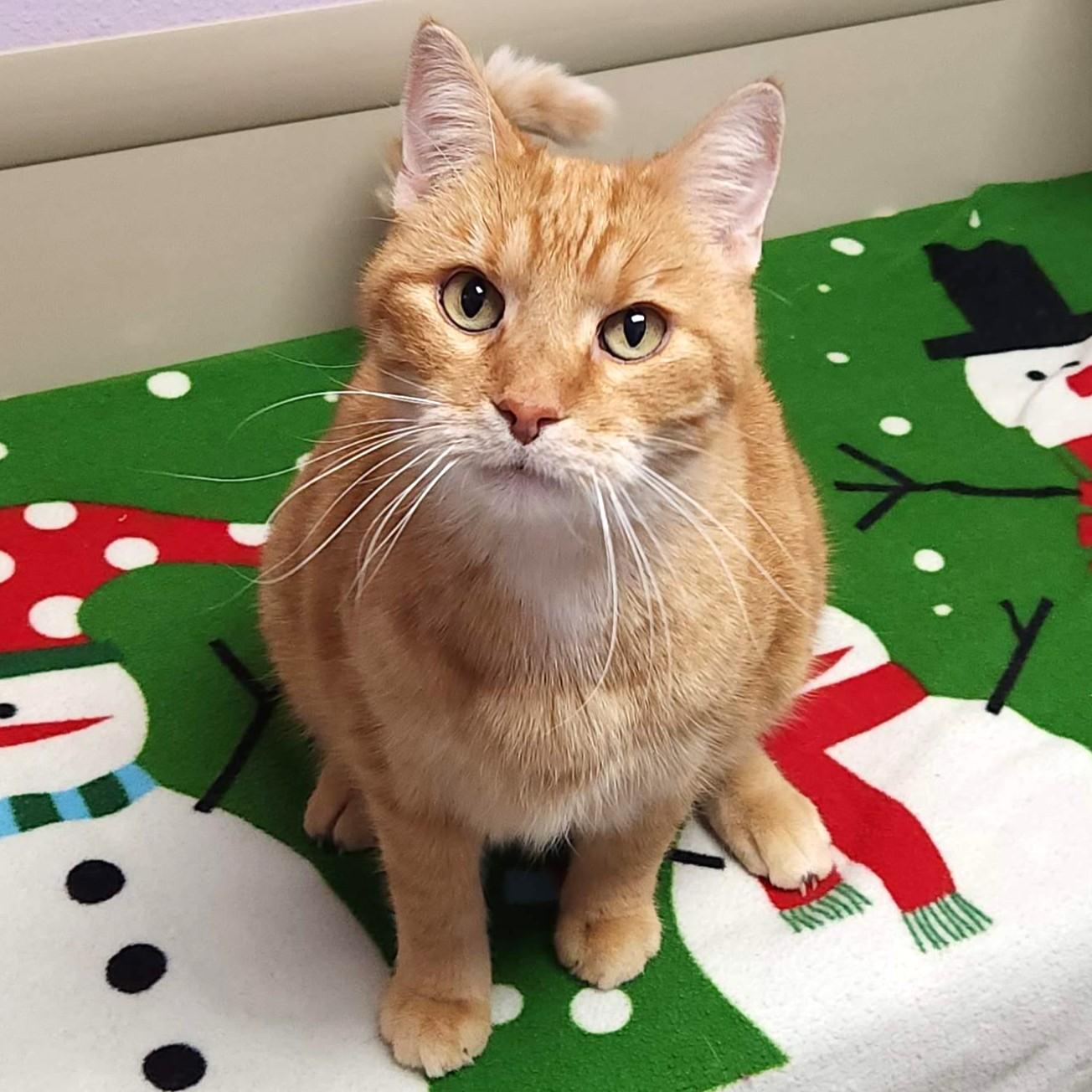 Hammy, adoptable, Adult Male Tabby.