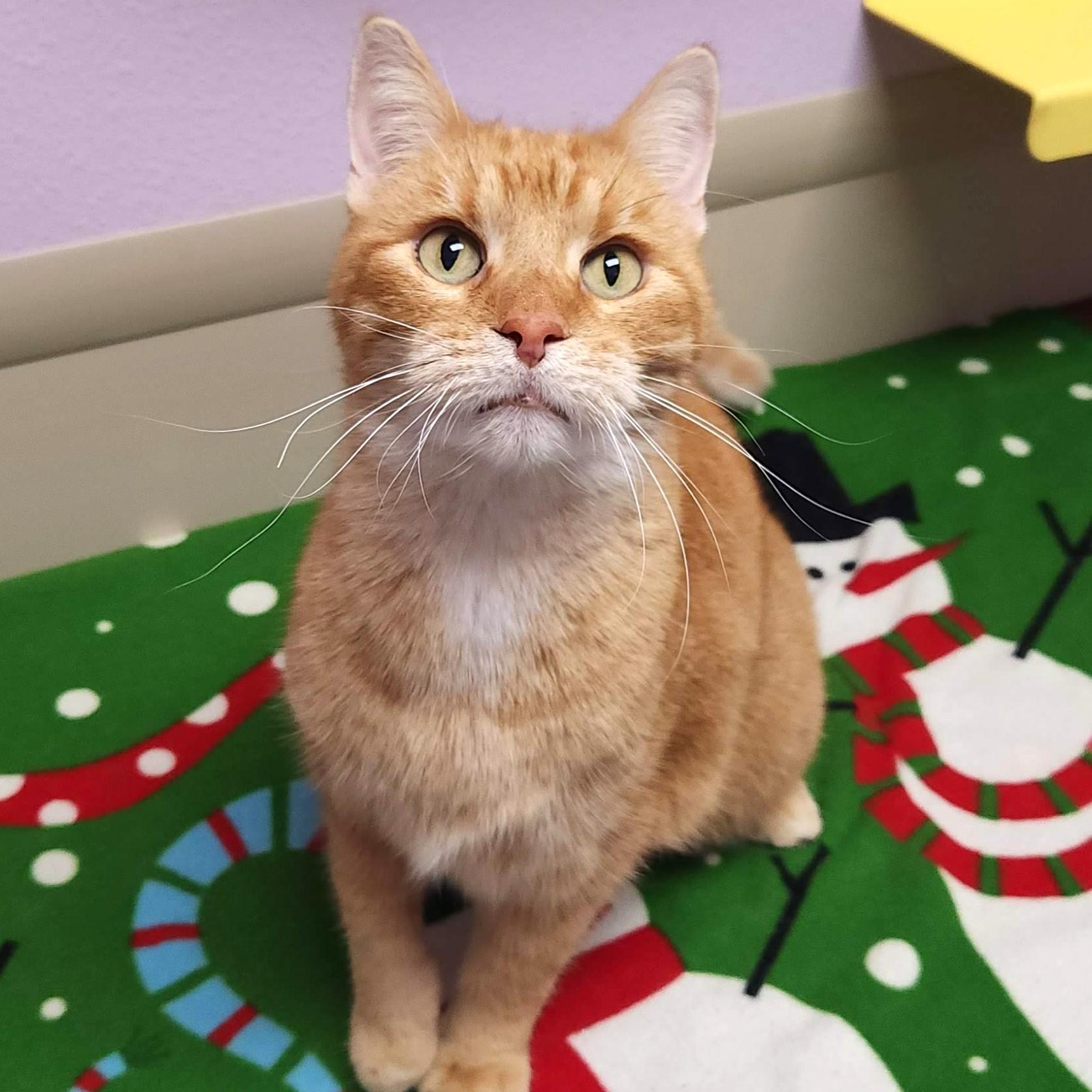 Enlarge Hammy, an adoptable Tabby in Marshfield, WI image 2/6