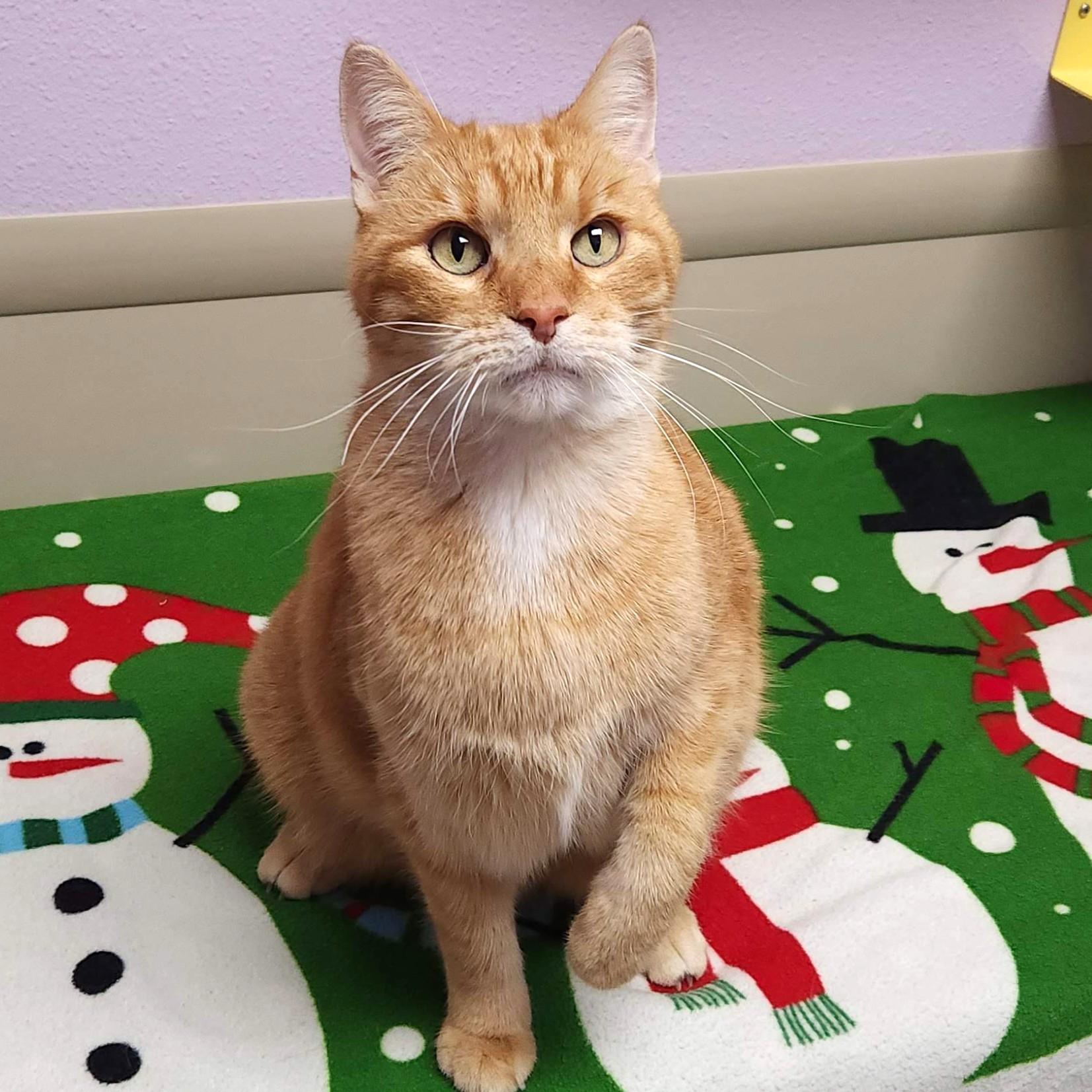 Enlarge Hammy, an adoptable Tabby in Marshfield, WI image 4/6