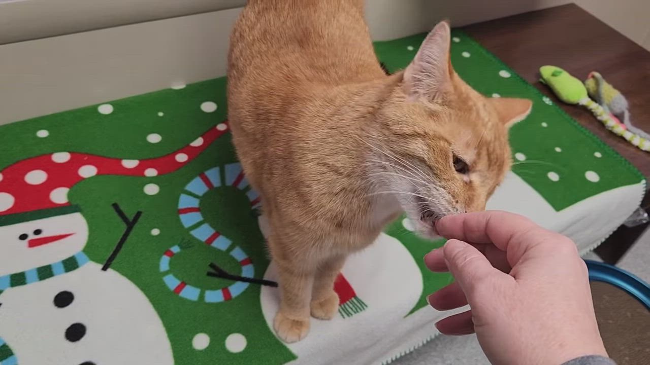 Enlarge Hammy, an adoptable Tabby in Marshfield, WI video 6/6