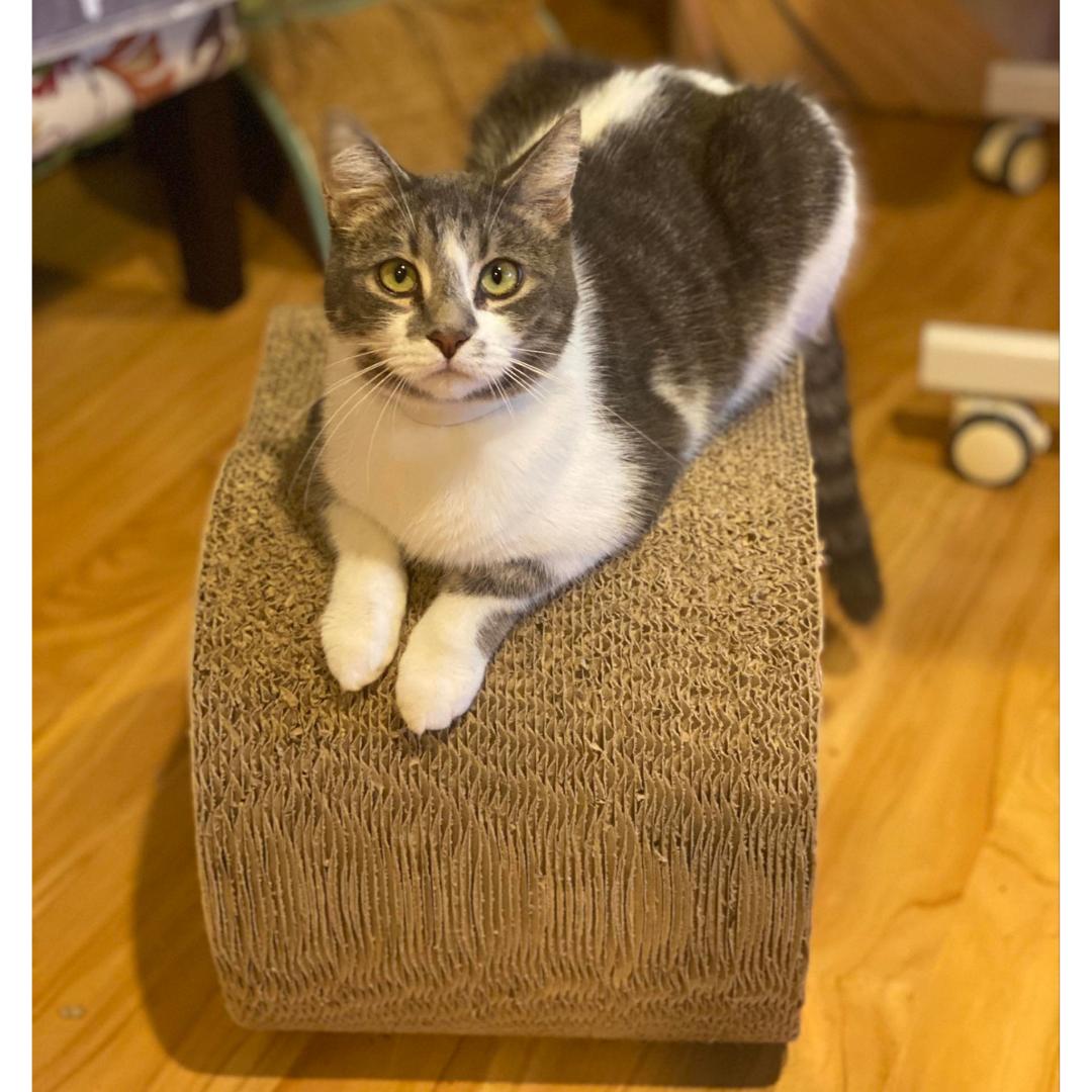 Enlarge Dollop, a Adoptable Domestic Short Hair in Morgan Hill, CA image 1/6