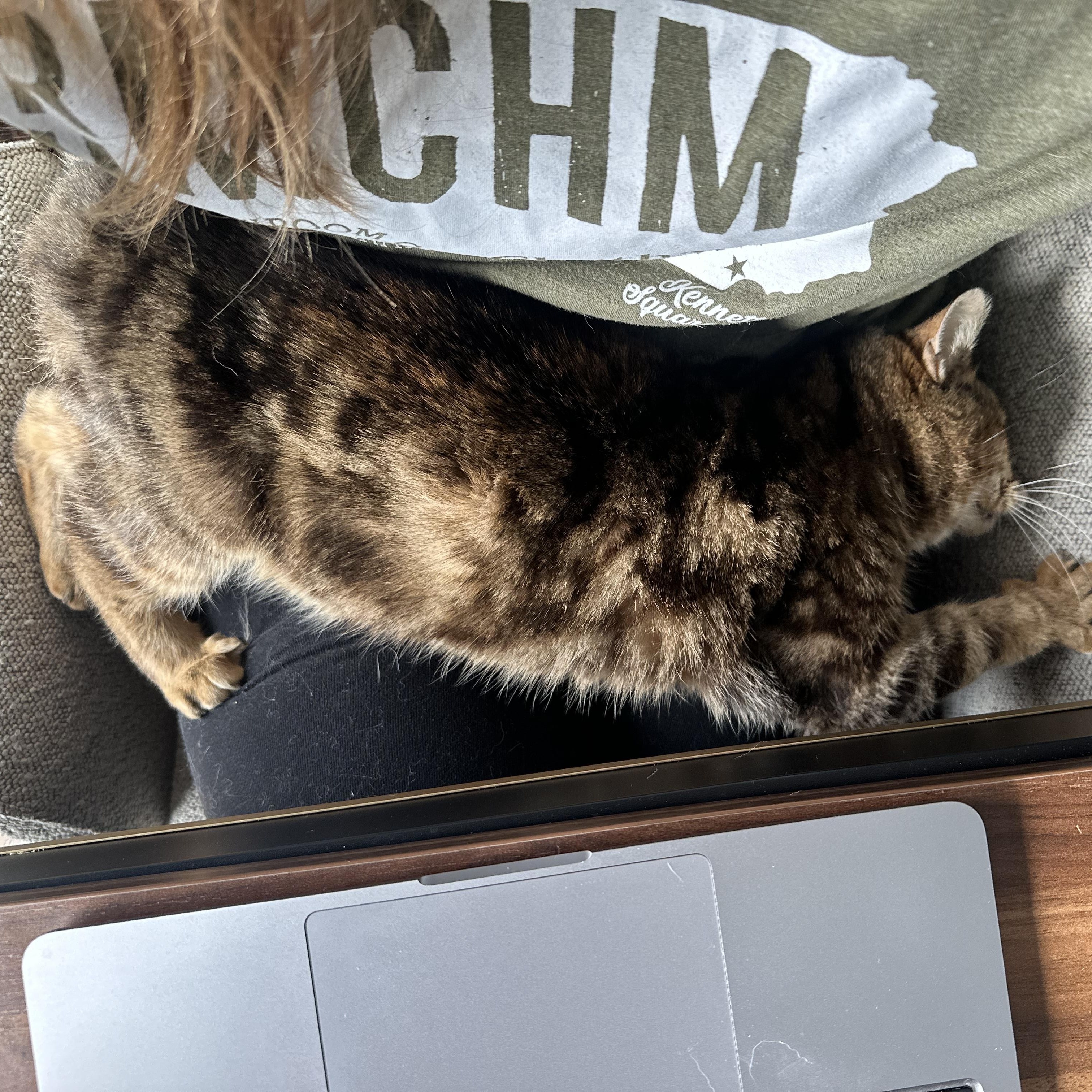 Enlarge Betty Boop, a ADOPTABLE Domestic Short Hair in Philadelphia, PA image 4/6