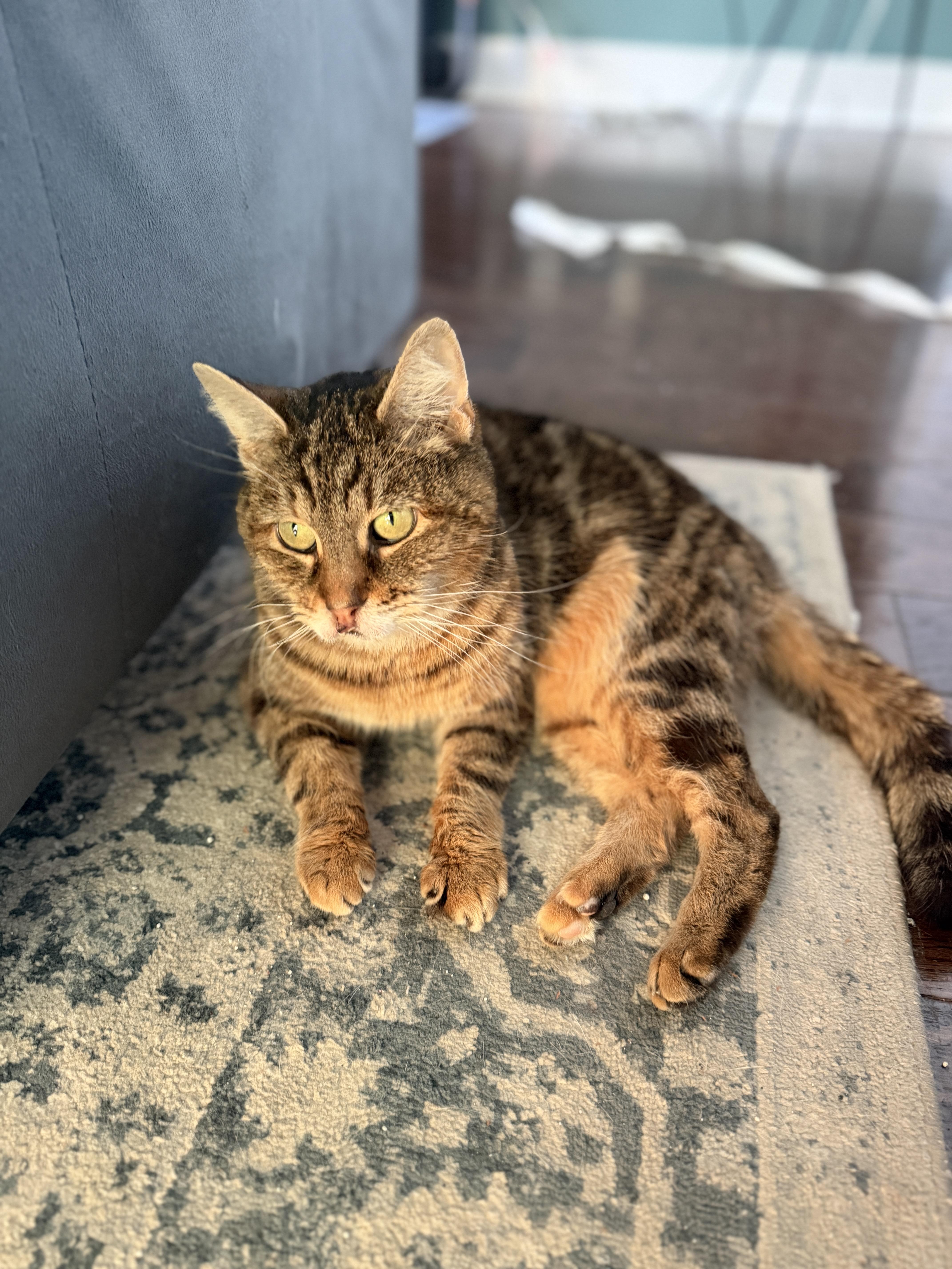 Enlarge Betty Boop, a ADOPTABLE Domestic Short Hair in Philadelphia, PA image 6/6