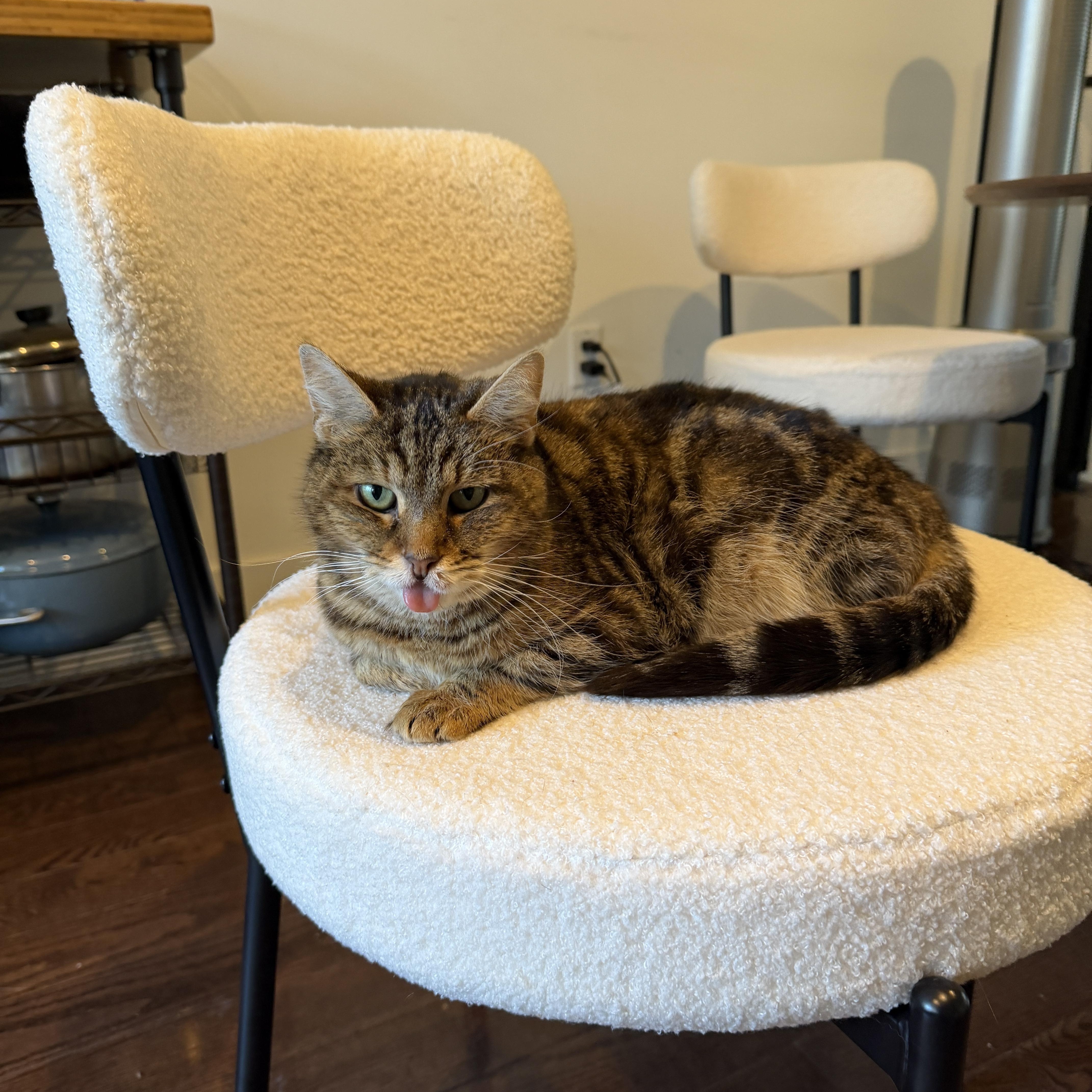 Enlarge Betty Boop, a ADOPTABLE Domestic Short Hair in Philadelphia, PA image 2/6