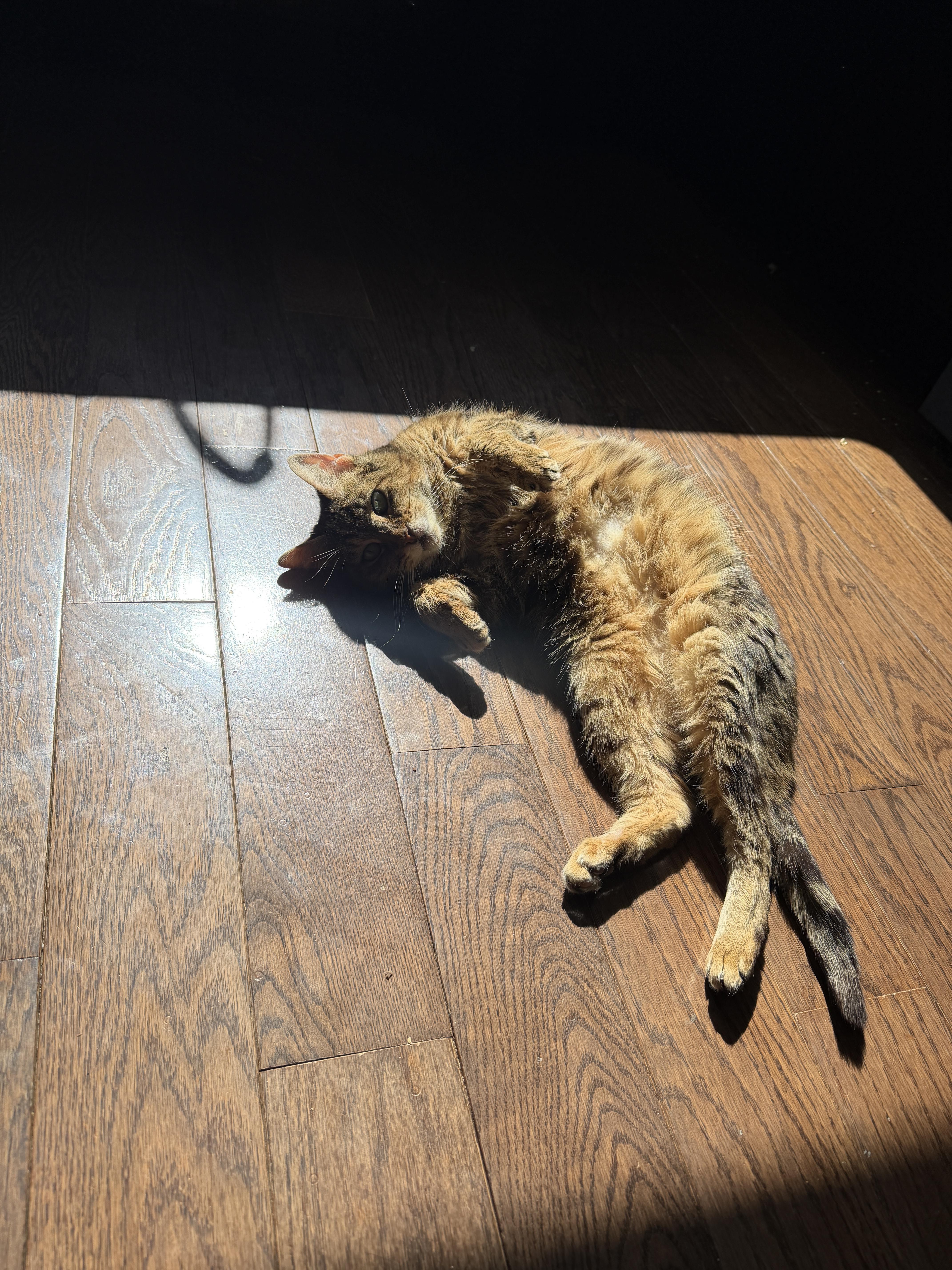 Betty Boop, ADOPTABLE, Adult Female Domestic Short Hair.