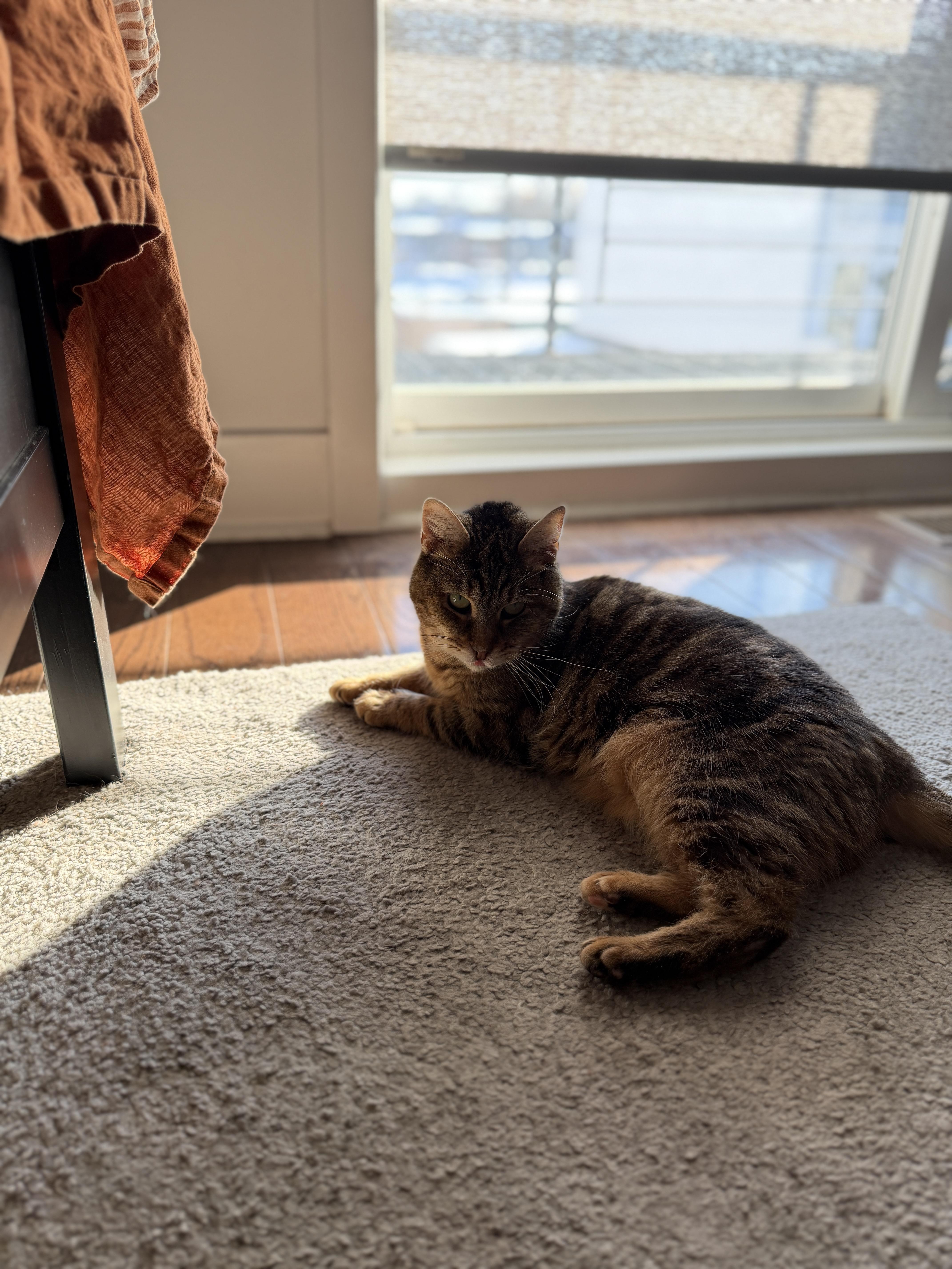 Enlarge Betty Boop, a ADOPTABLE Domestic Short Hair in Philadelphia, PA image 3/6