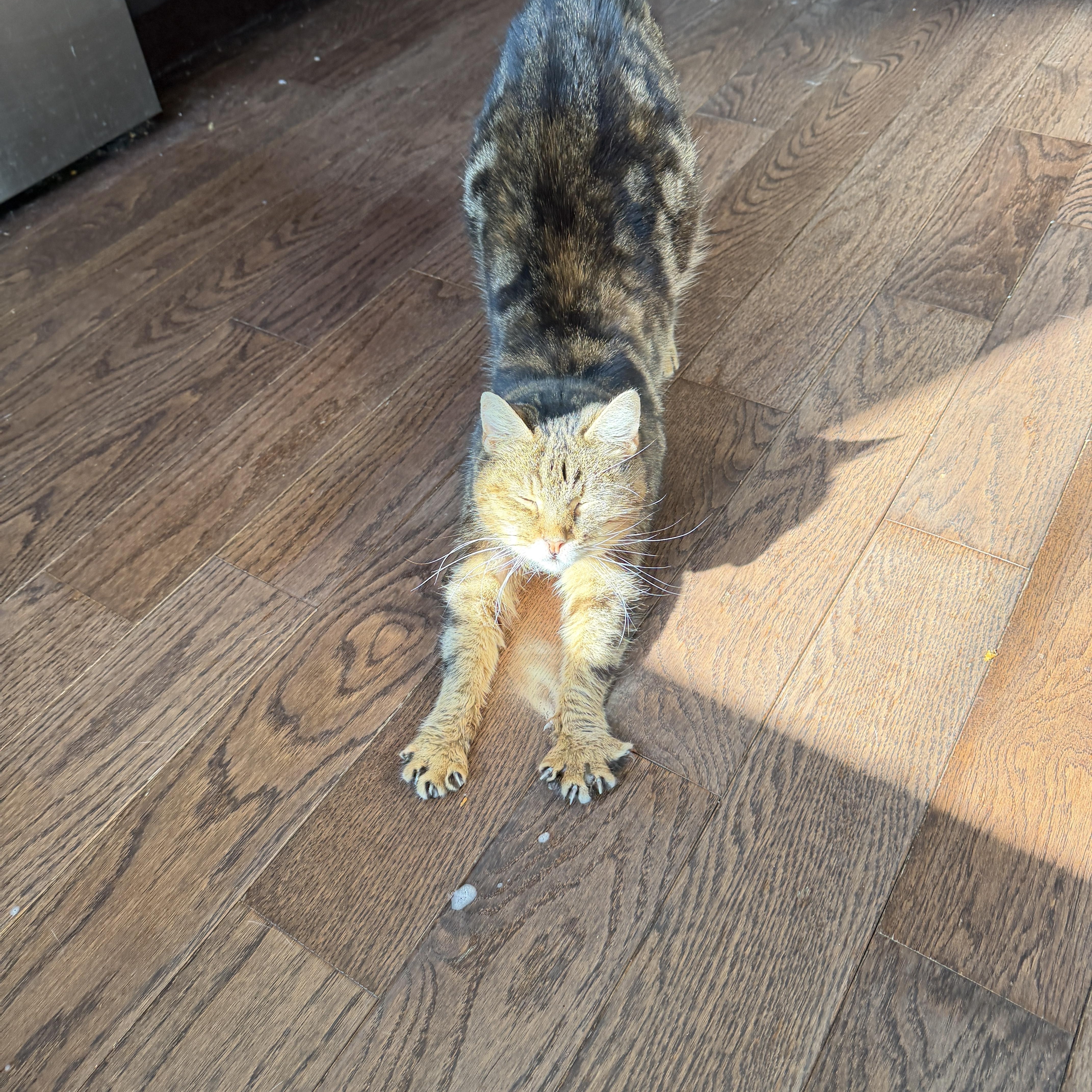 Enlarge Betty Boop, a ADOPTABLE Domestic Short Hair in Philadelphia, PA image 5/6