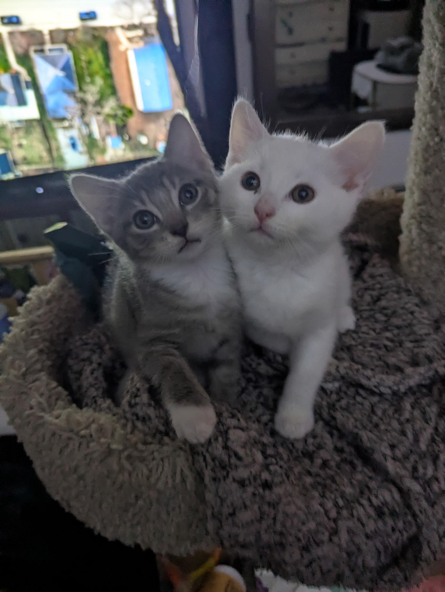 Patton and Jasper, adopted, Kitten Male Tabby.