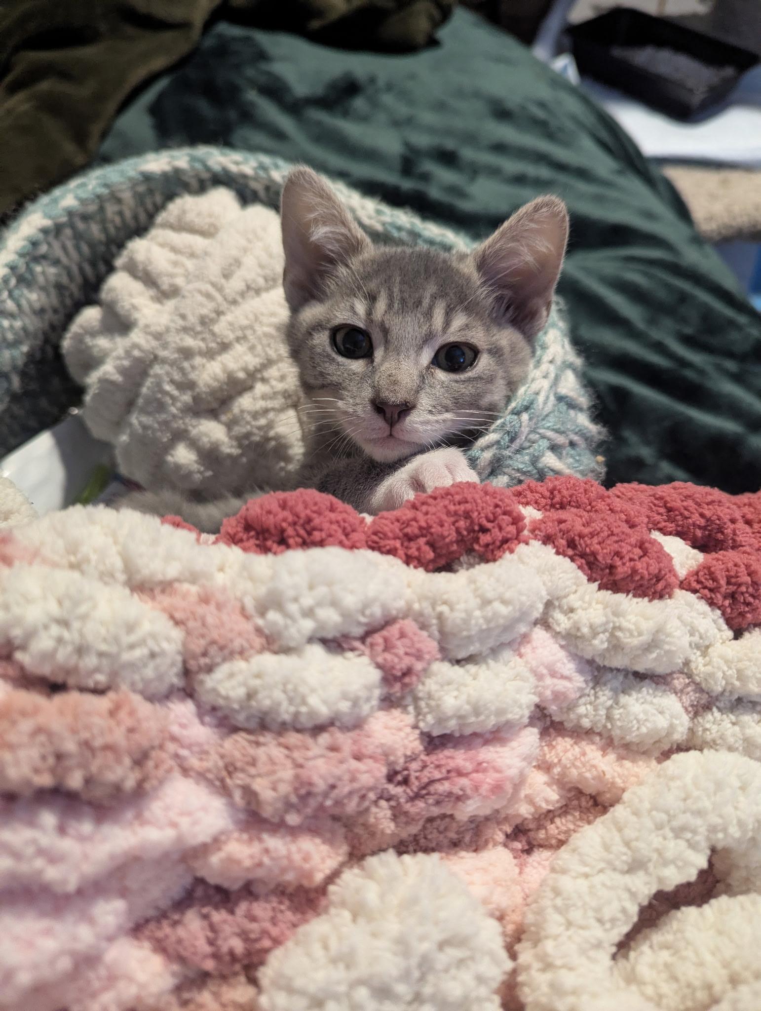 Enlarge Patton and Jasper, an adopted Tabby in Oakley, CA image 3/3