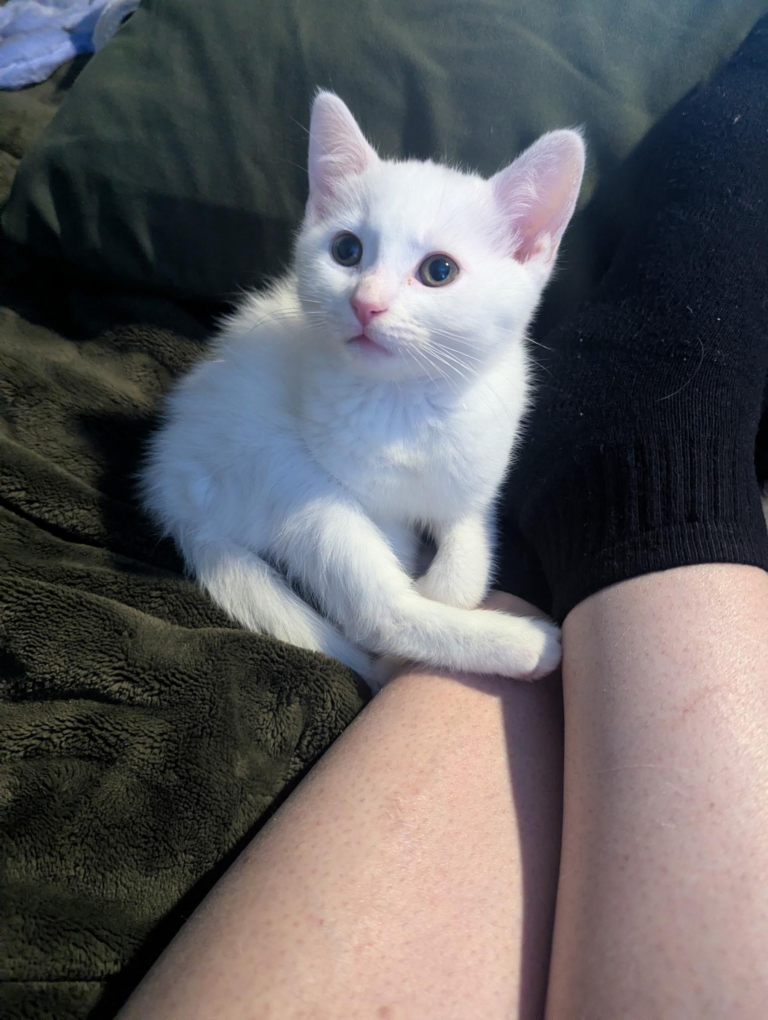 Enlarge Patton and Jasper, an adopted Tabby in Oakley, CA image 2/3