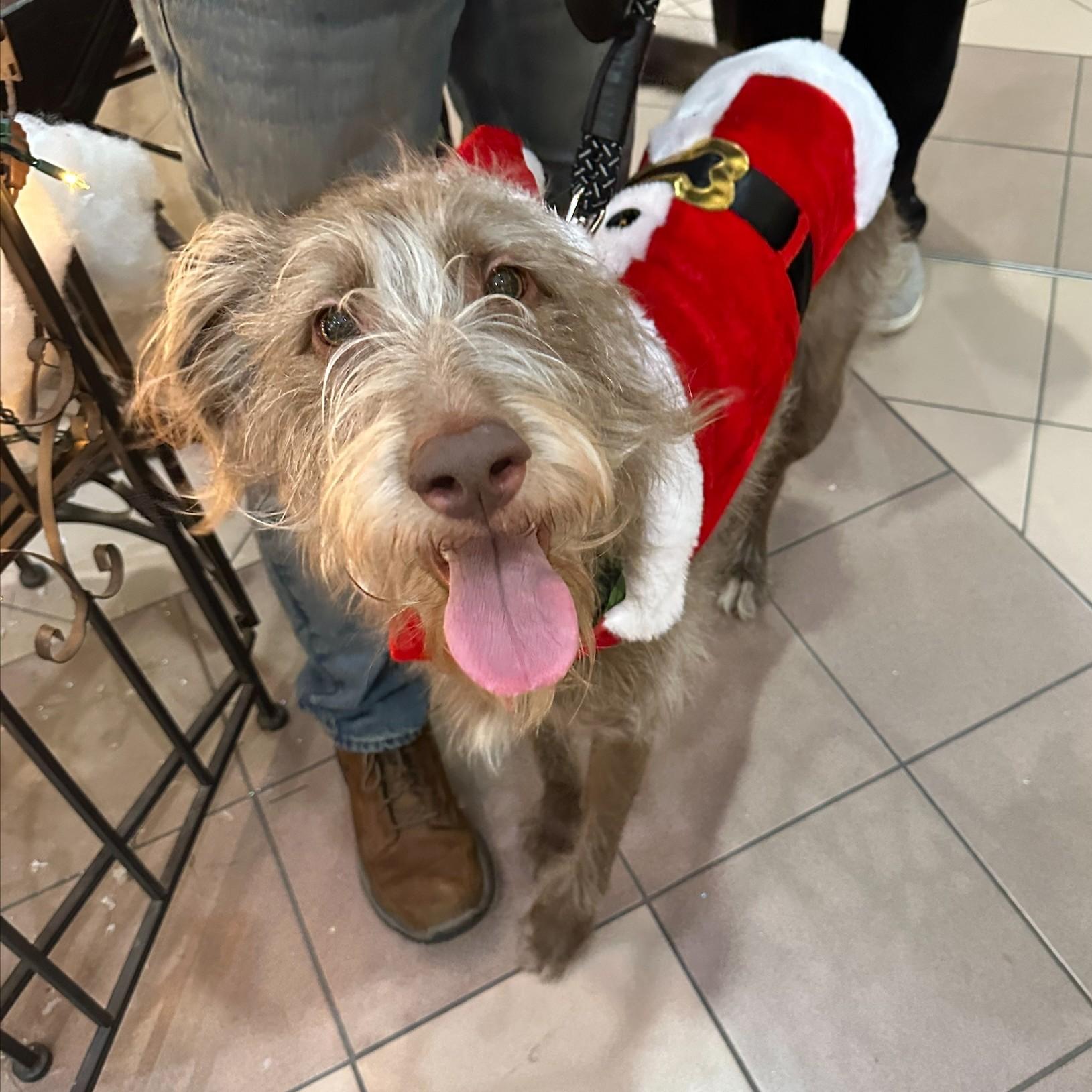 Ralphie - Courtesy Listing