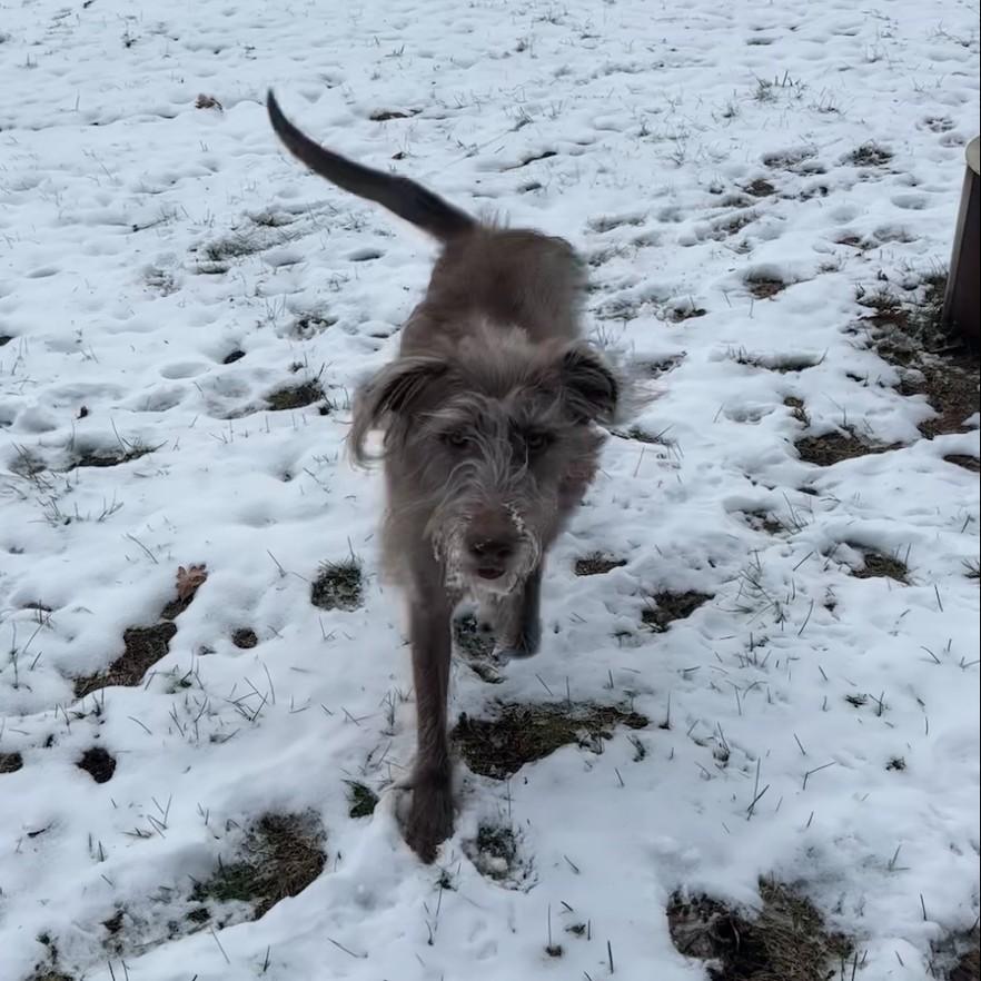 Ralphie - Courtesy Listing