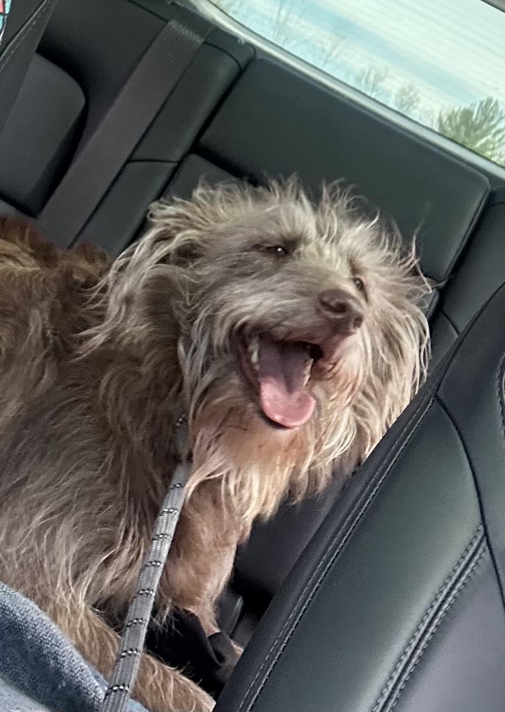 Ralphie - Courtesy Listing