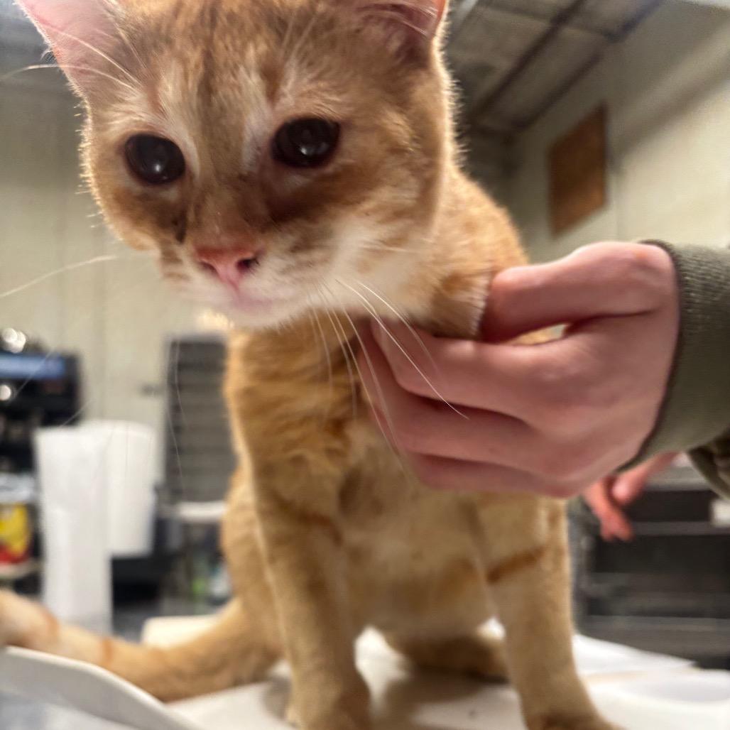 Murphy 14C26, Adoptable, Young Male Domestic Short Hair & Domestic Short Hair.