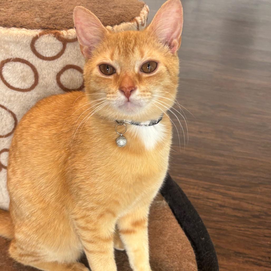 Murphy 14C26, a Adoptable mixed breed in Napoleon, OH image 2/6
