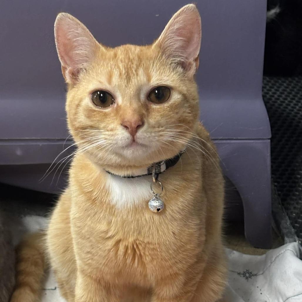 Murphy 14C26, a Adoptable mixed breed in Napoleon, OH image 3/6
