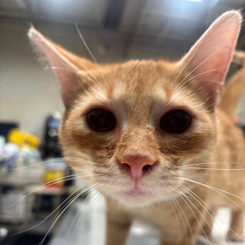 Murphy 14C26, a Adoptable mixed breed in Napoleon, OH image 4/6