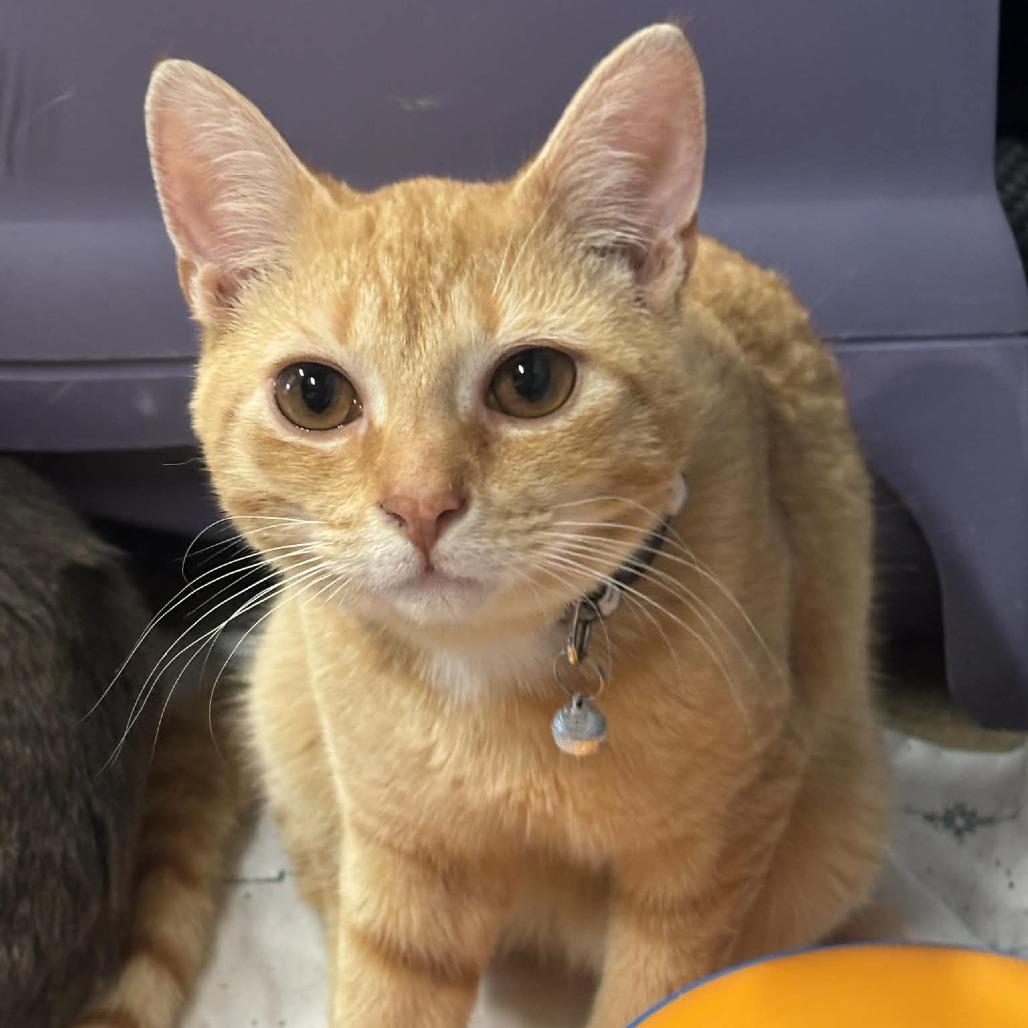 Murphy 14C26, a Adoptable mixed breed in Napoleon, OH image 5/6