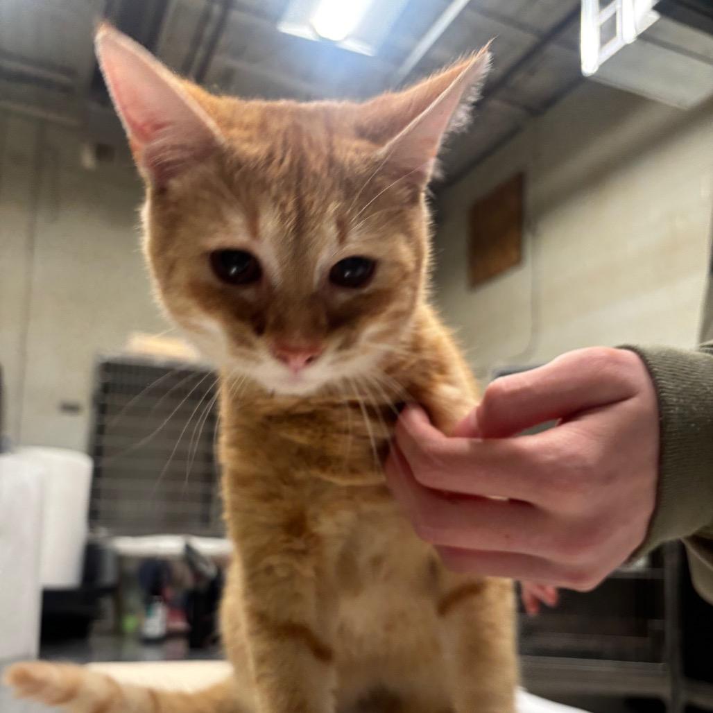 Murphy 14C26, a Adoptable mixed breed in Napoleon, OH image 6/6