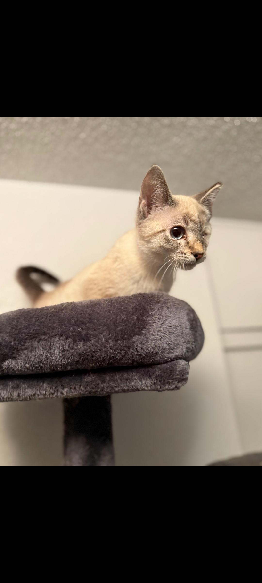 Enlarge Pennywise, a Adoptable mixed breed in Fertile, MN image 1/1