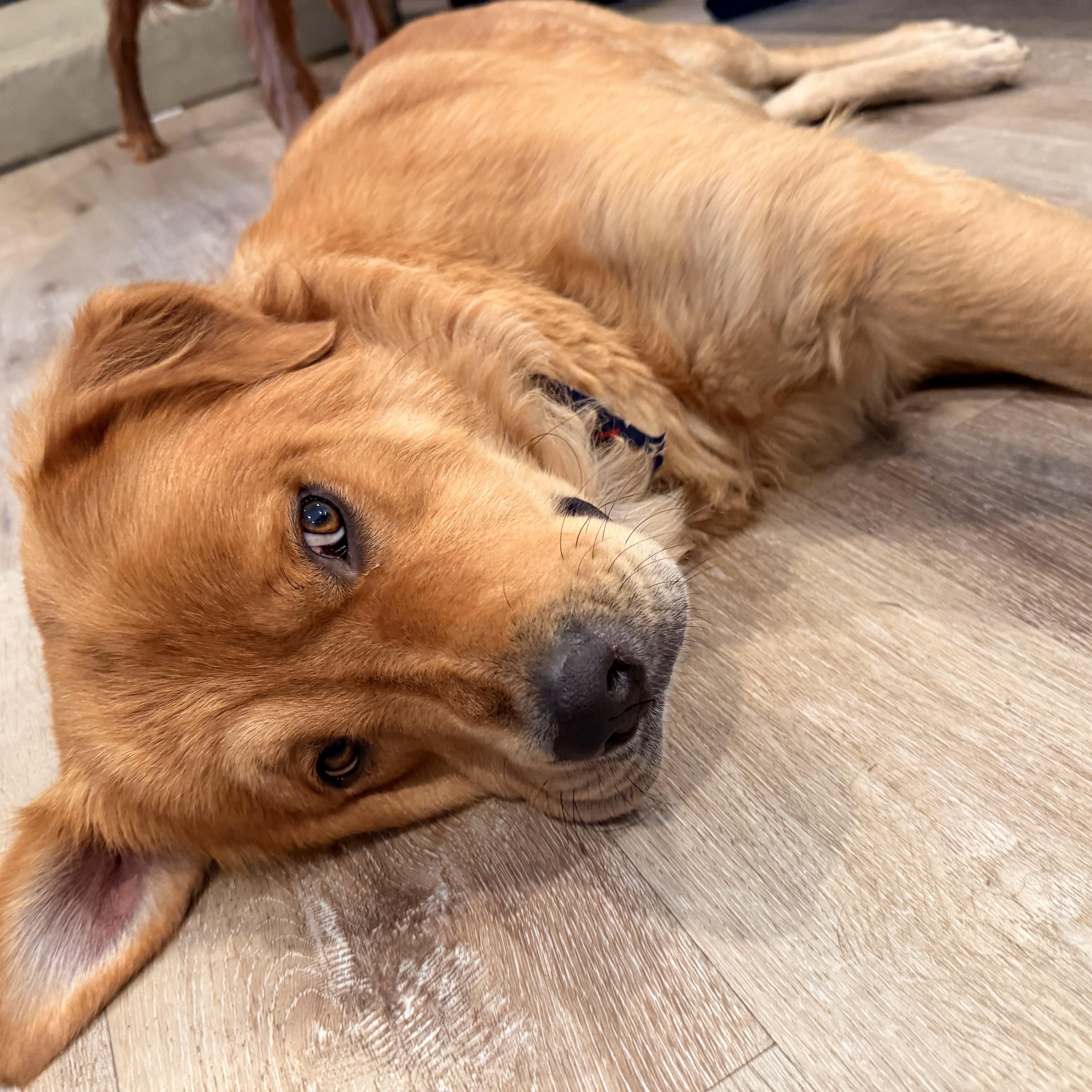Enlarge Murphy, a Adopted mixed breed in Torrance, CA image 4/6