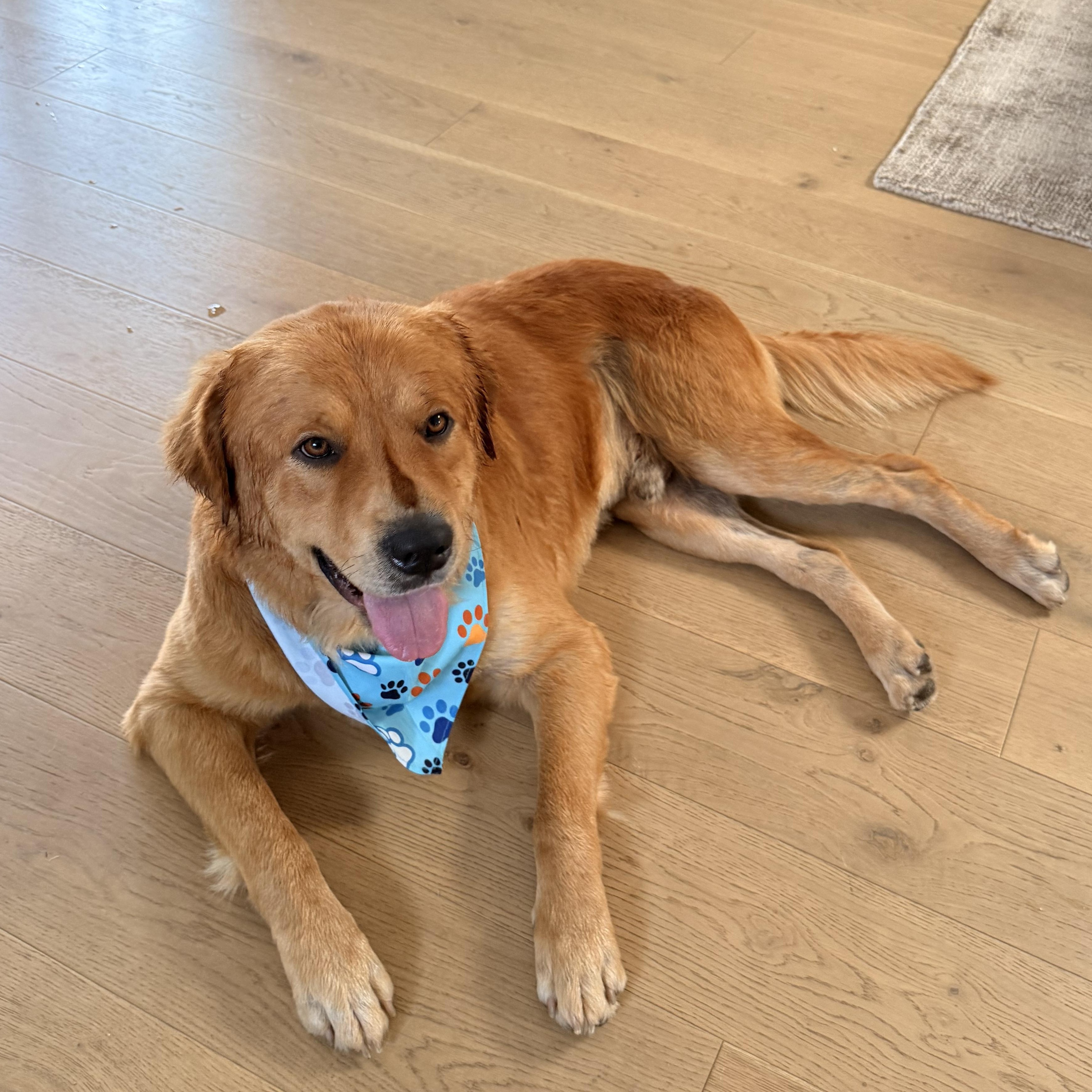 Enlarge Murphy, a Adopted mixed breed in Torrance, CA image 2/6