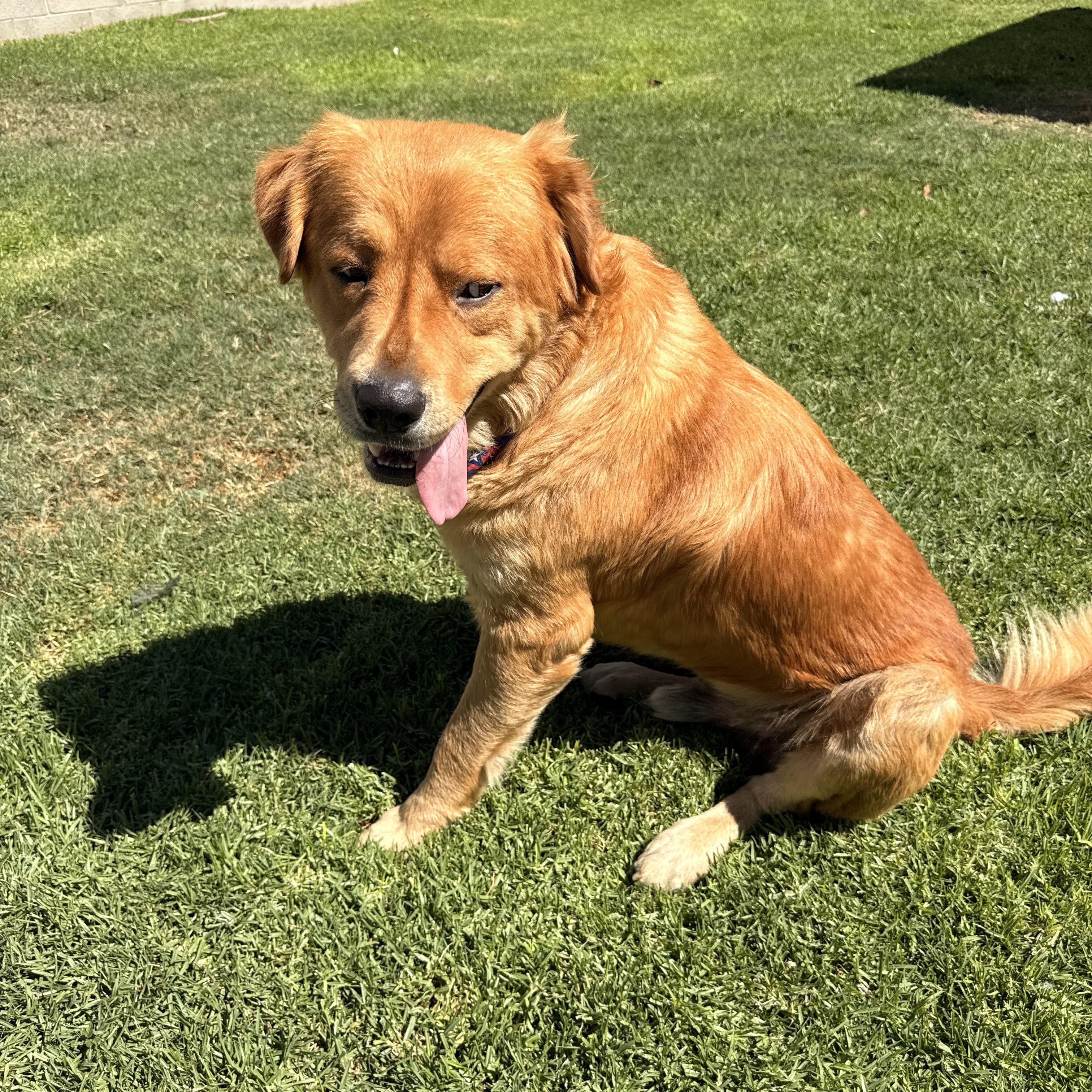 Enlarge Murphy, a Adopted mixed breed in Torrance, CA image 6/6
