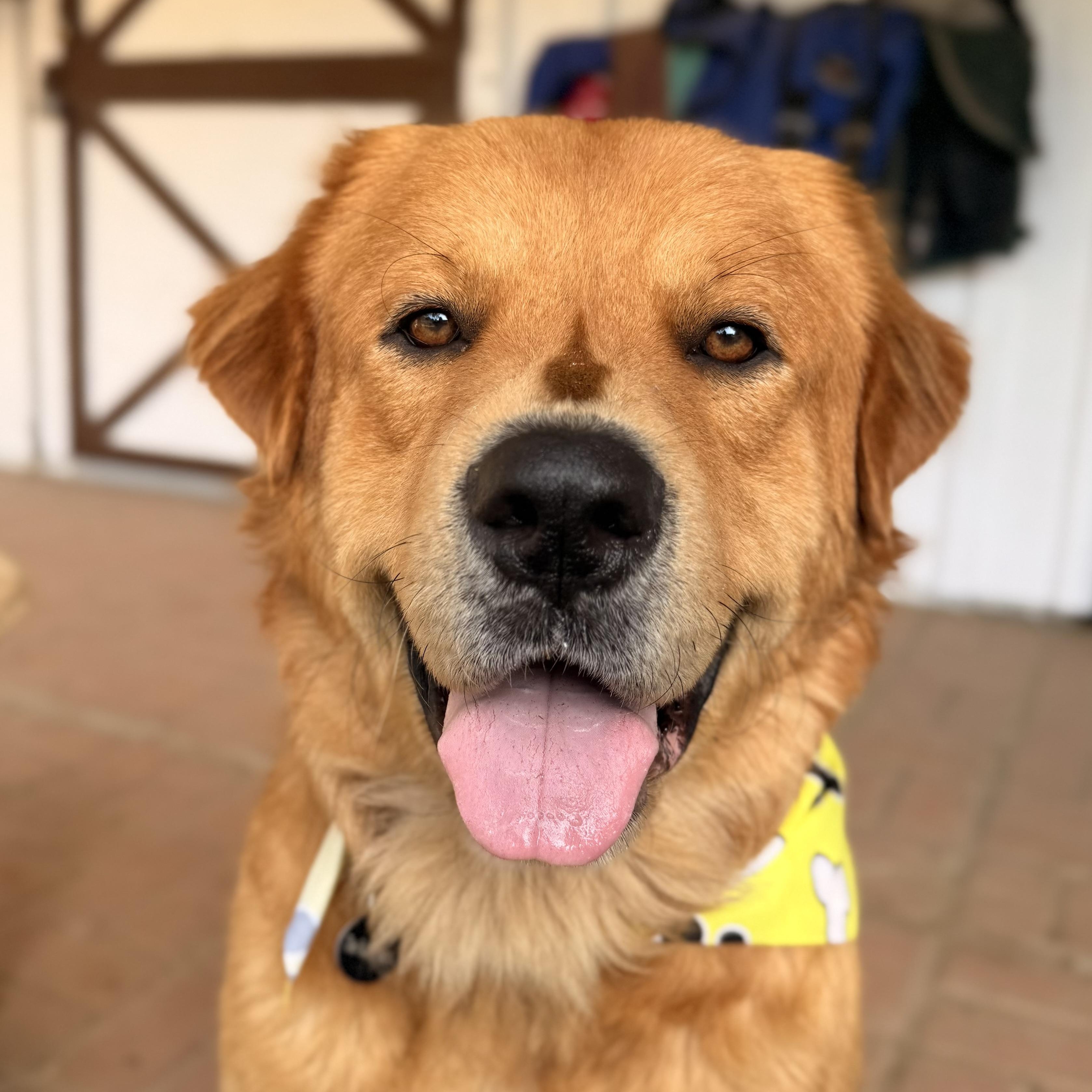 Murphy, Adopted, Young Male Great Pyrenees & Rottweiler.