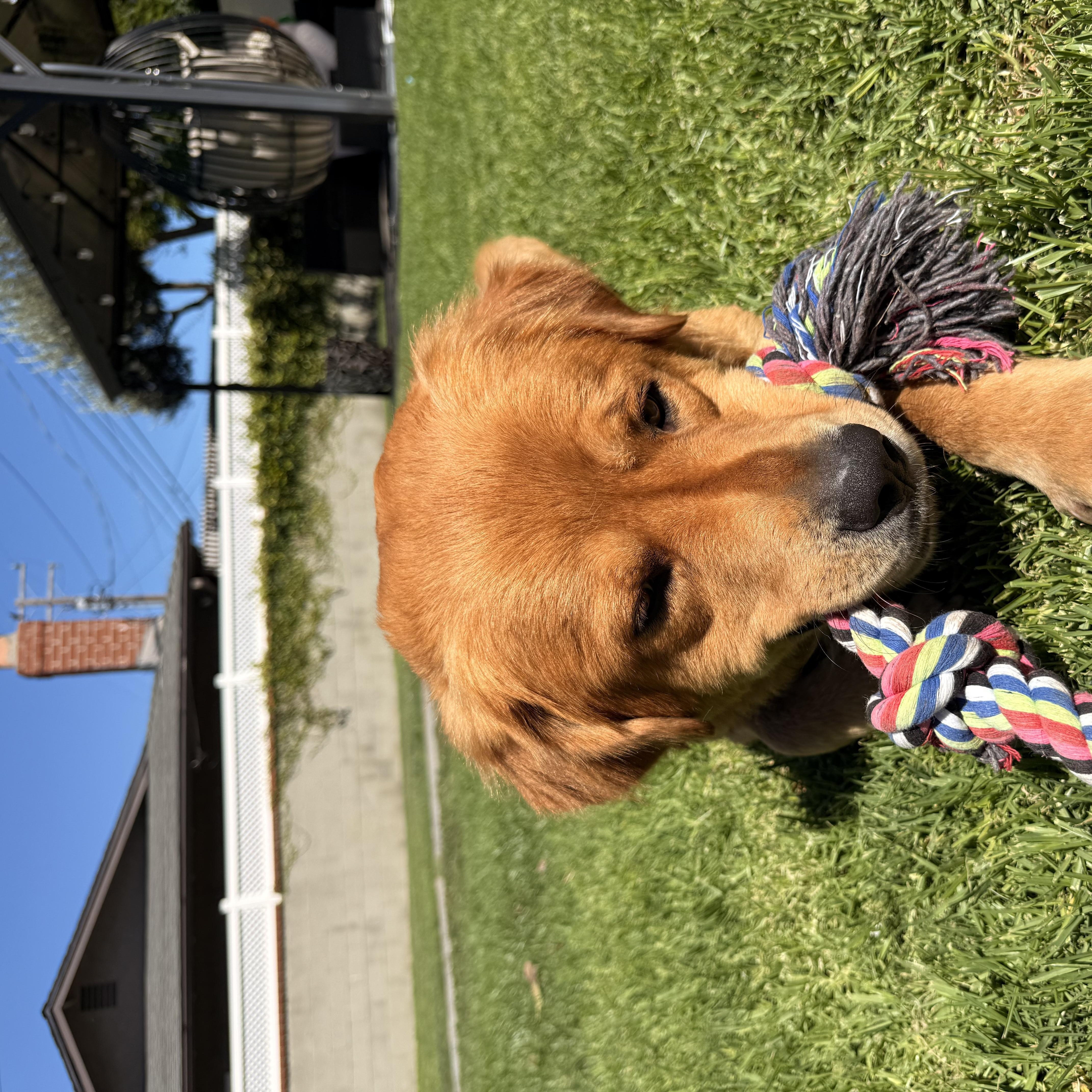 Enlarge Murphy, a Adopted mixed breed in Torrance, CA image 5/6