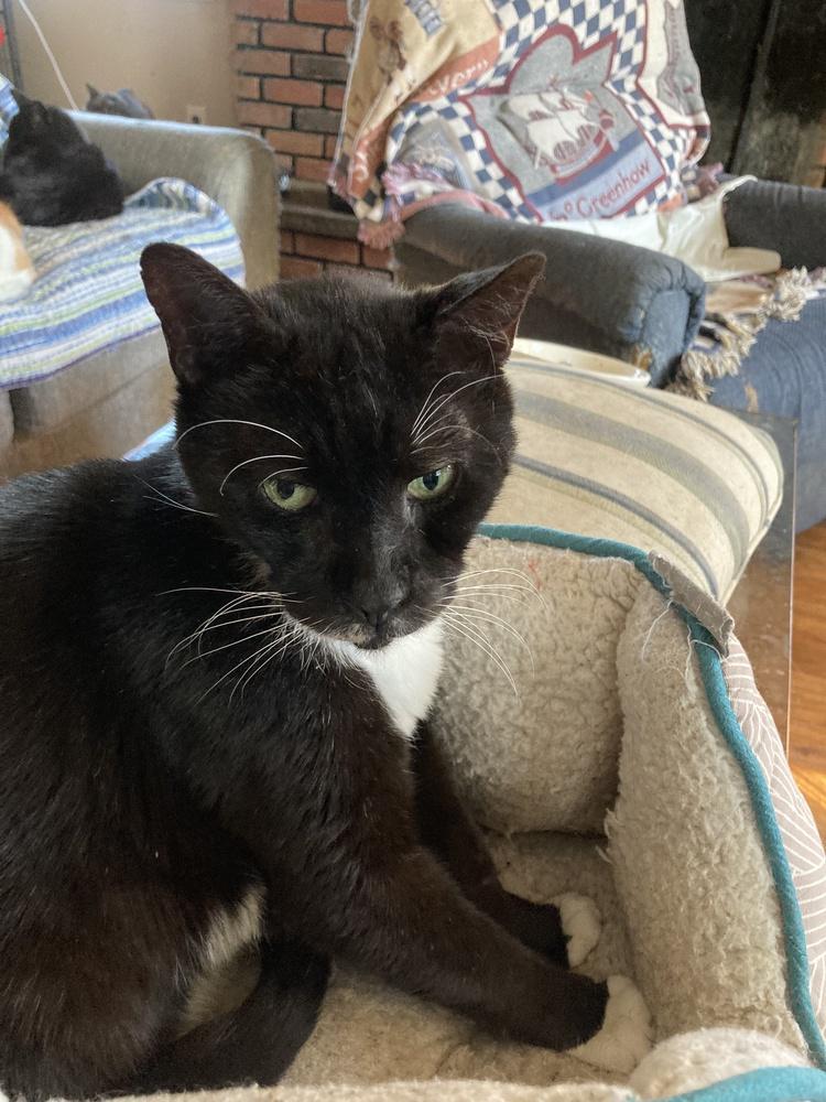 Enlarge Reginald, a Adoptable Domestic Short Hair in Central Islip, NY image 2/3