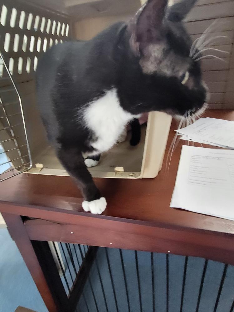 Enlarge Reginald, a Adoptable Domestic Short Hair in Central Islip, NY image 3/3