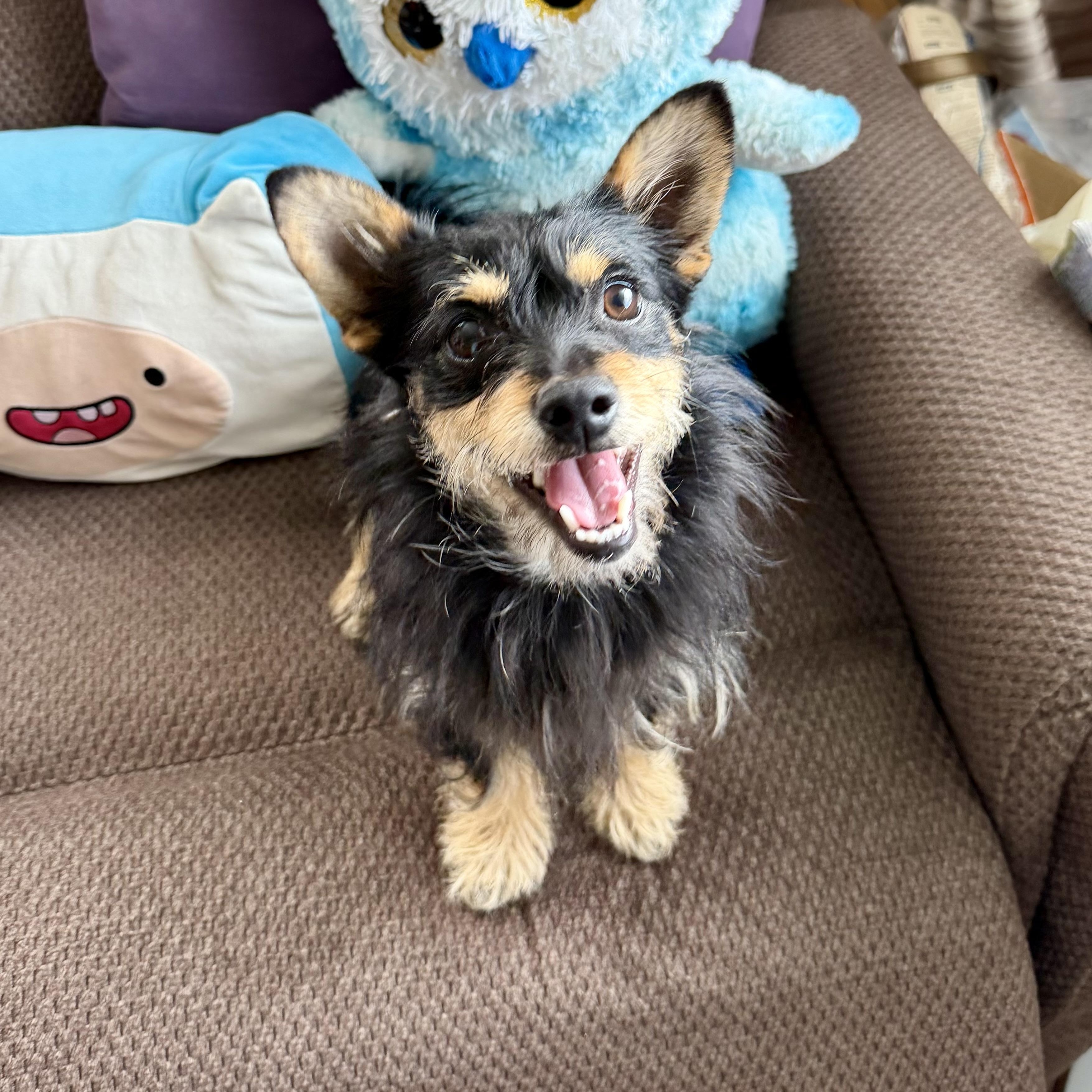 Charlie Mc Butters, Adoptable, Young Male Yorkshire Terrier & Poodle.