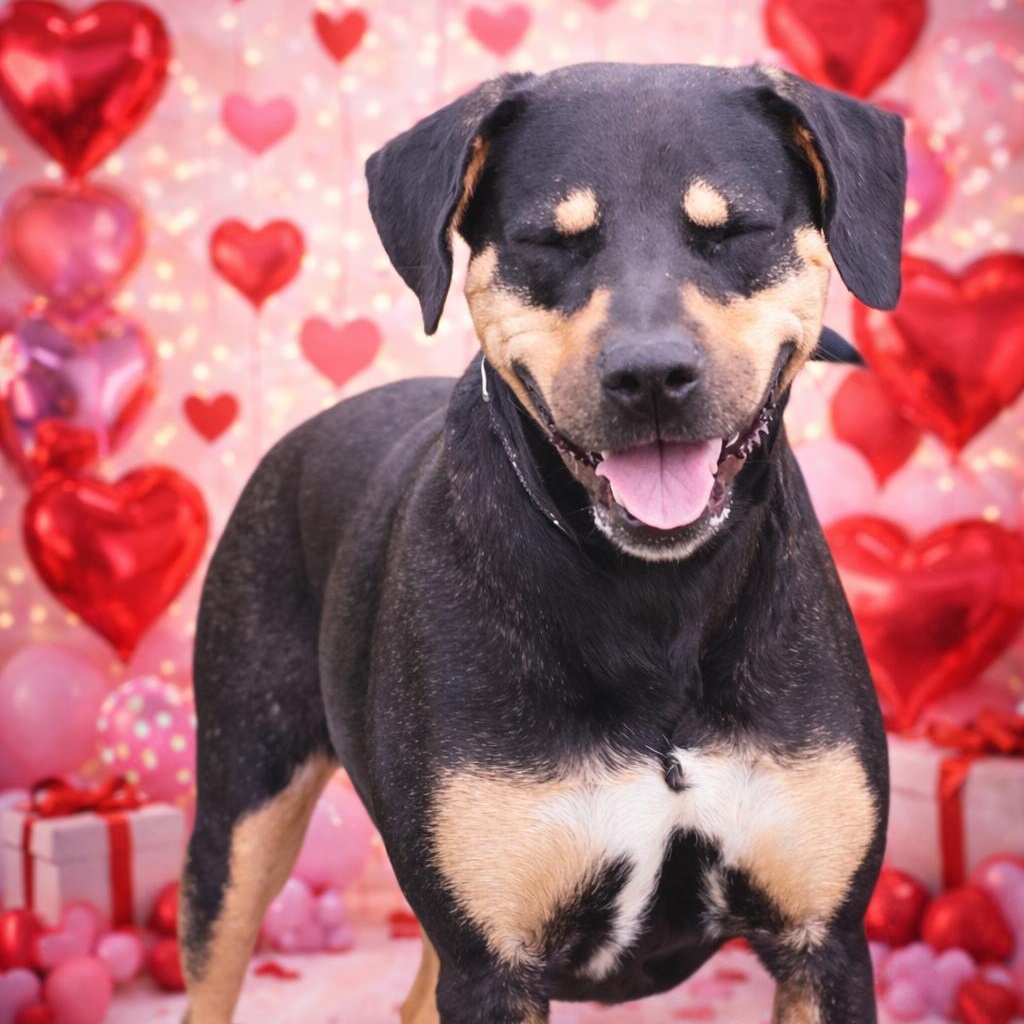 Enlarge *Reese, a Adoptable mixed breed in Justin, TX image 2/6