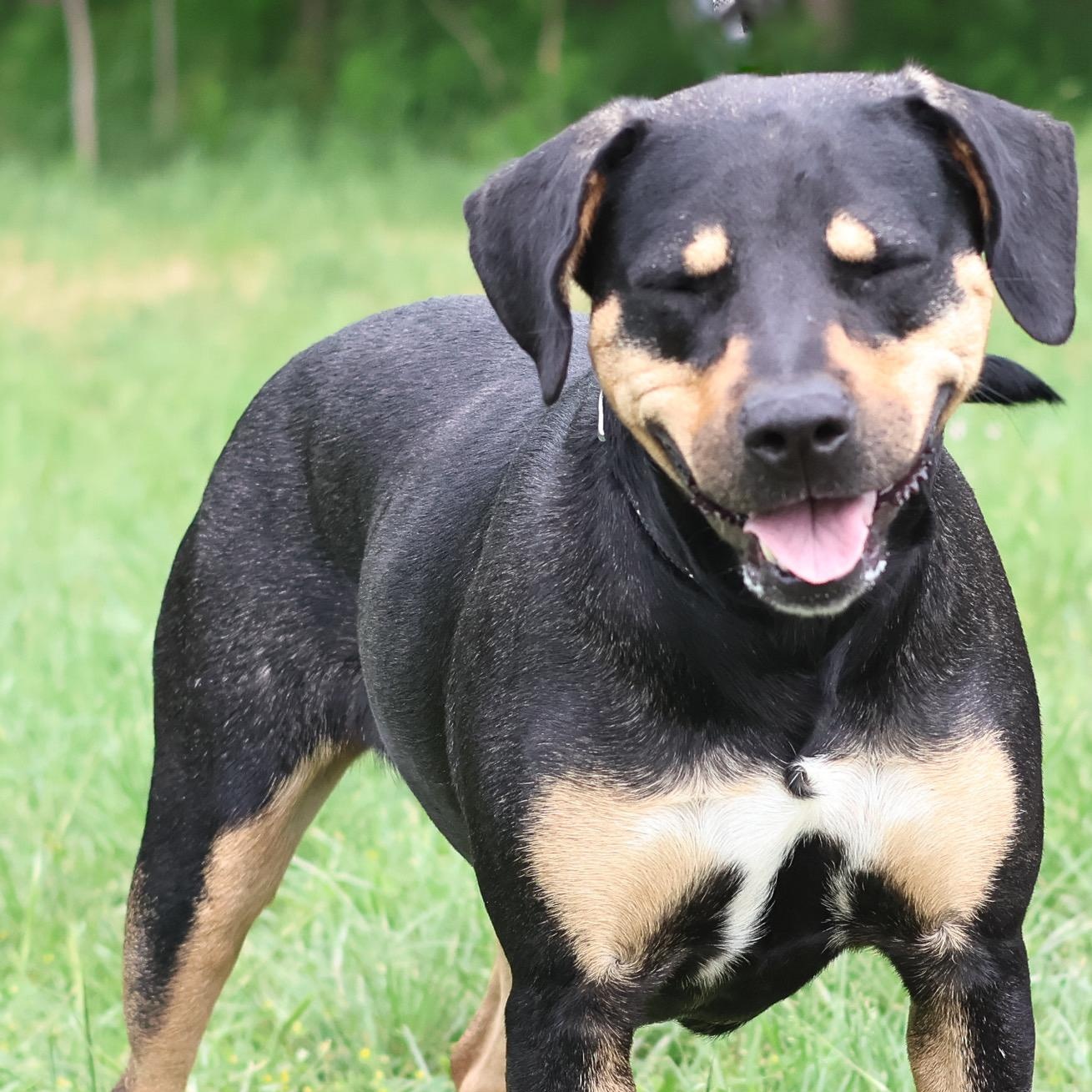 Enlarge *Reese, a Adoptable mixed breed in Justin, TX image 1/4