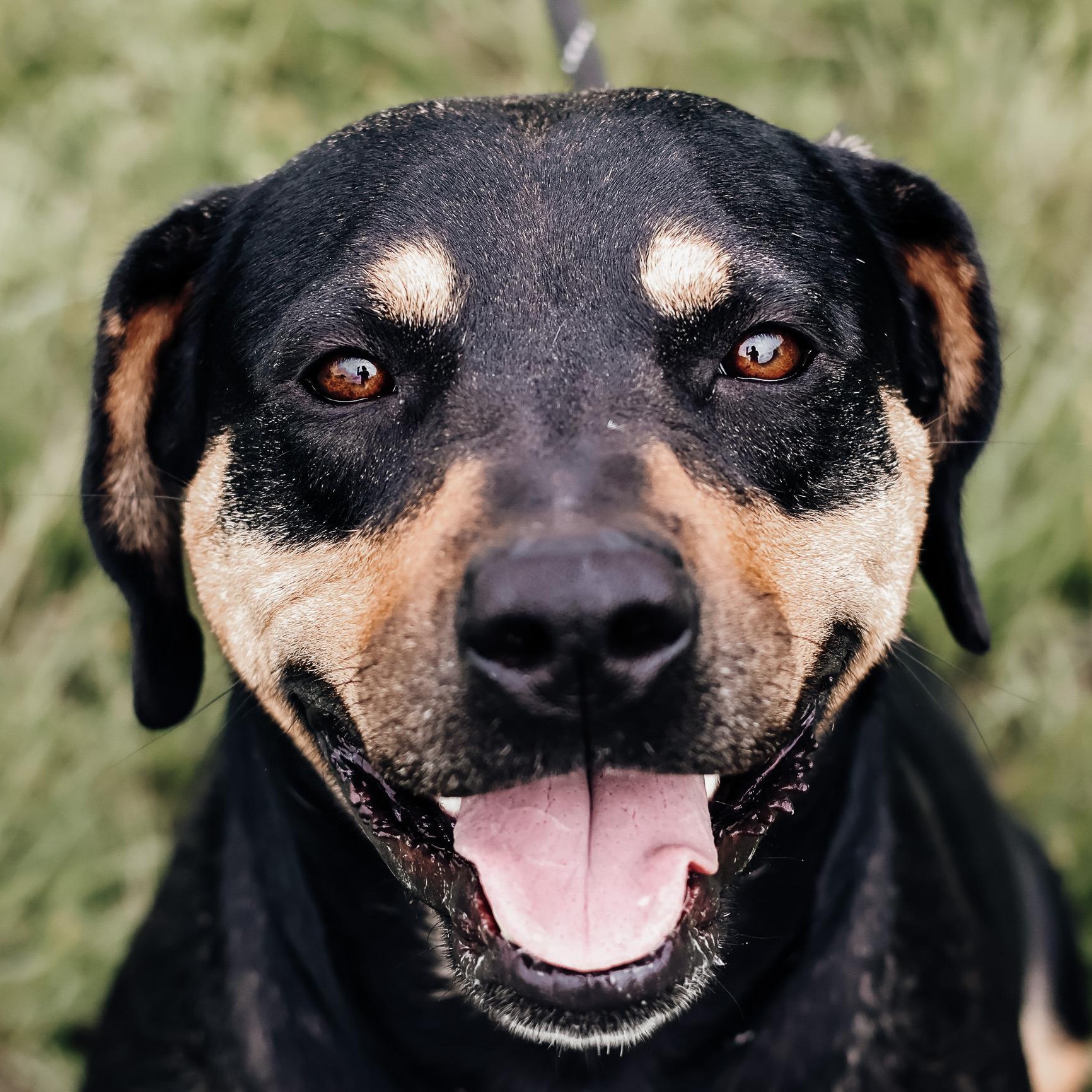 Enlarge *Reese, a Adoptable mixed breed in Justin, TX image 2/4