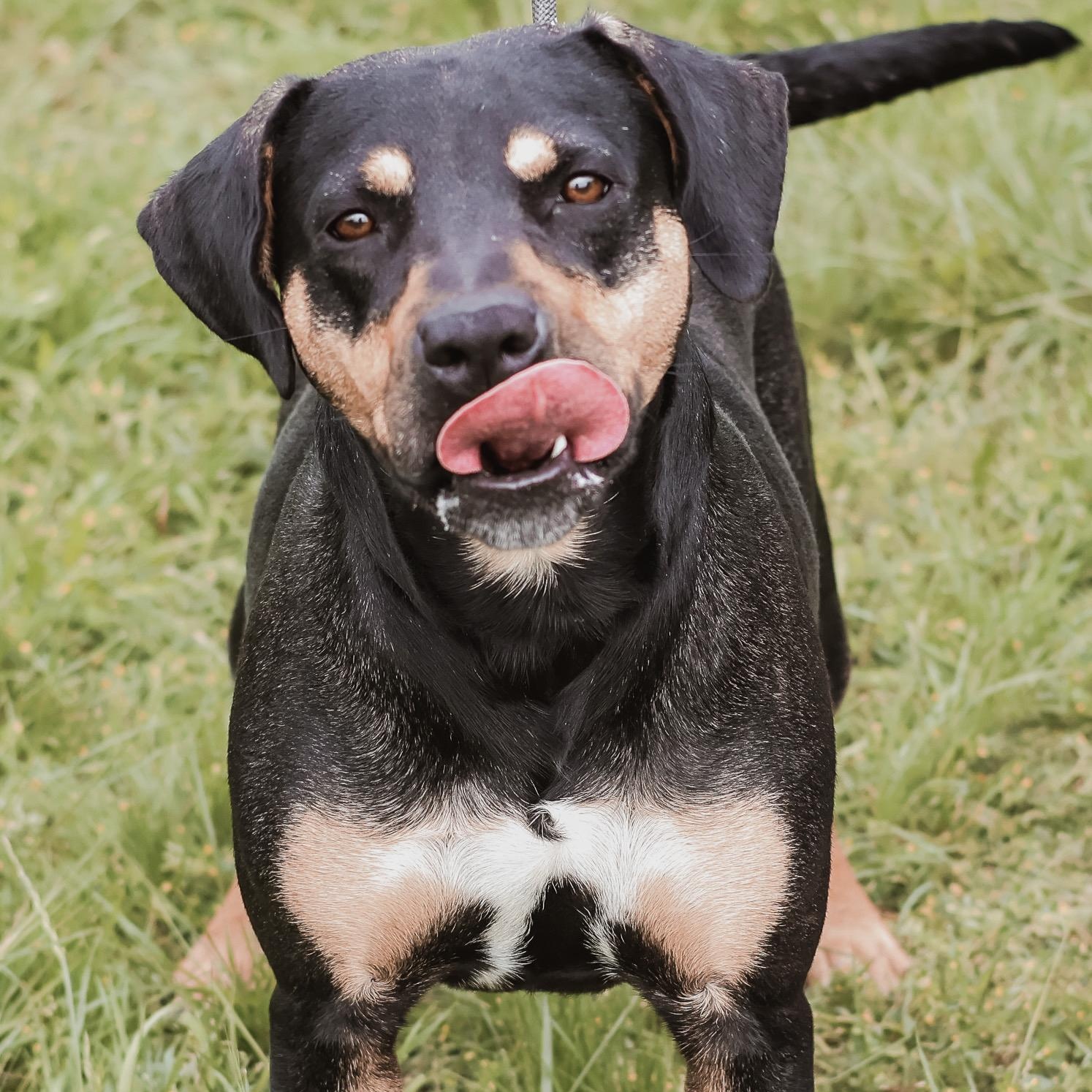 Enlarge *Reese, a Adoptable mixed breed in Justin, TX image 3/4